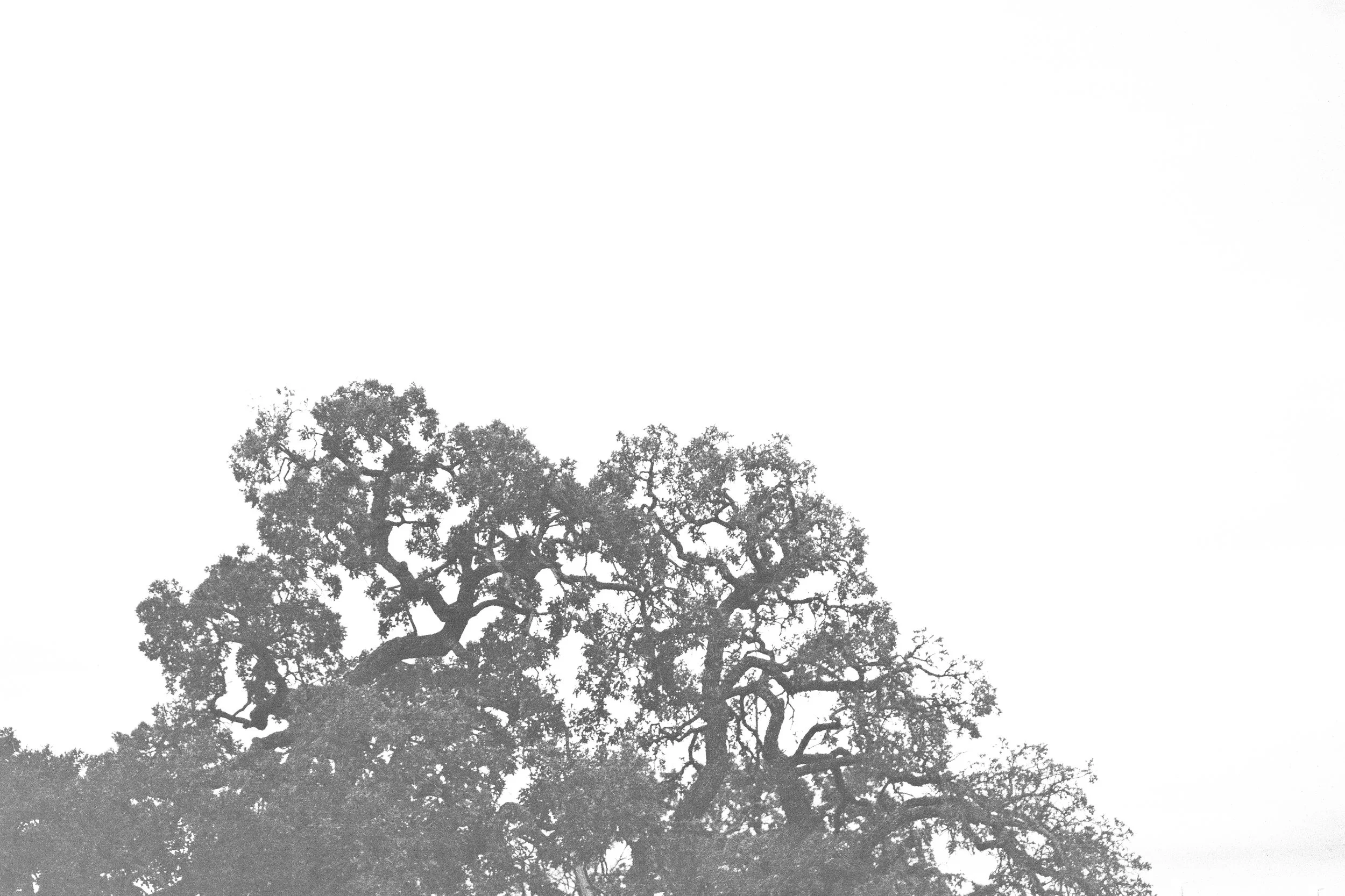A large, leafy tree is visible in silhouette against a light sky, with dense branches and foliage.