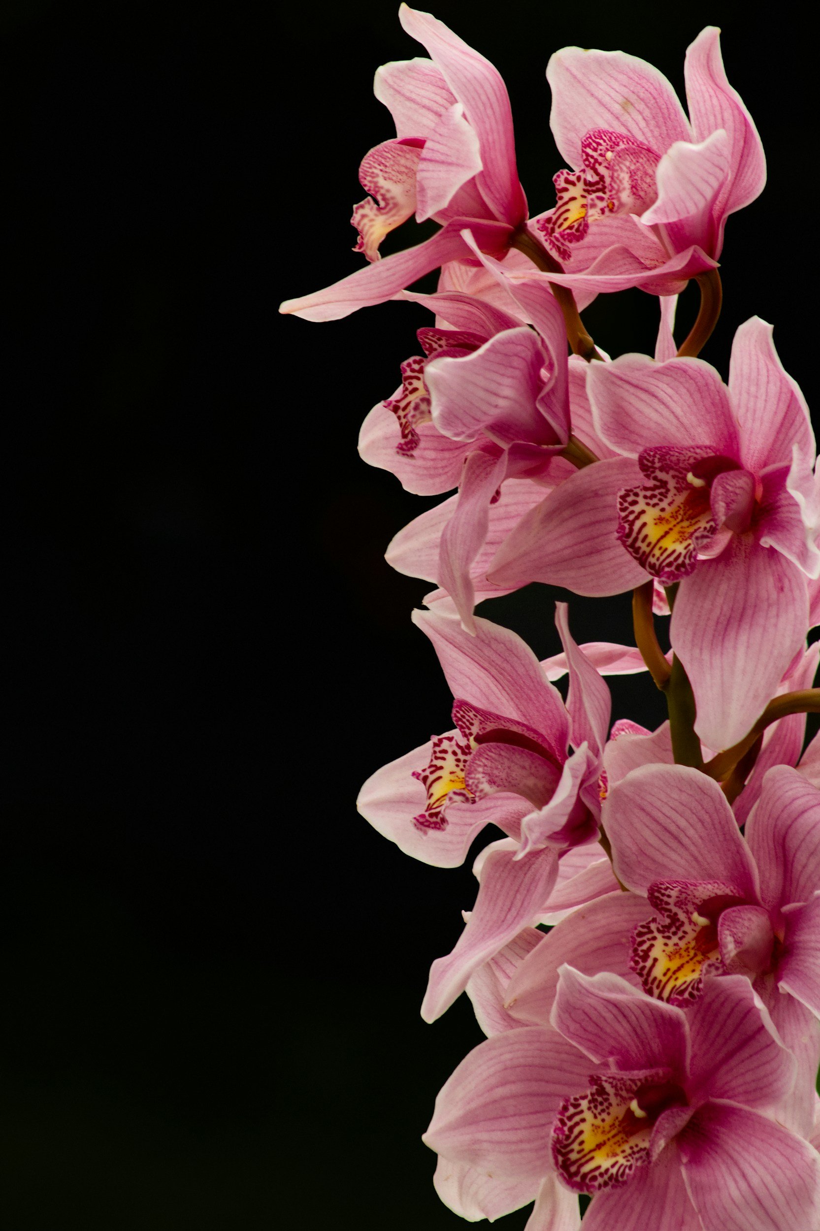 Close-up of pink orchids with yellow and red markings against a black background.