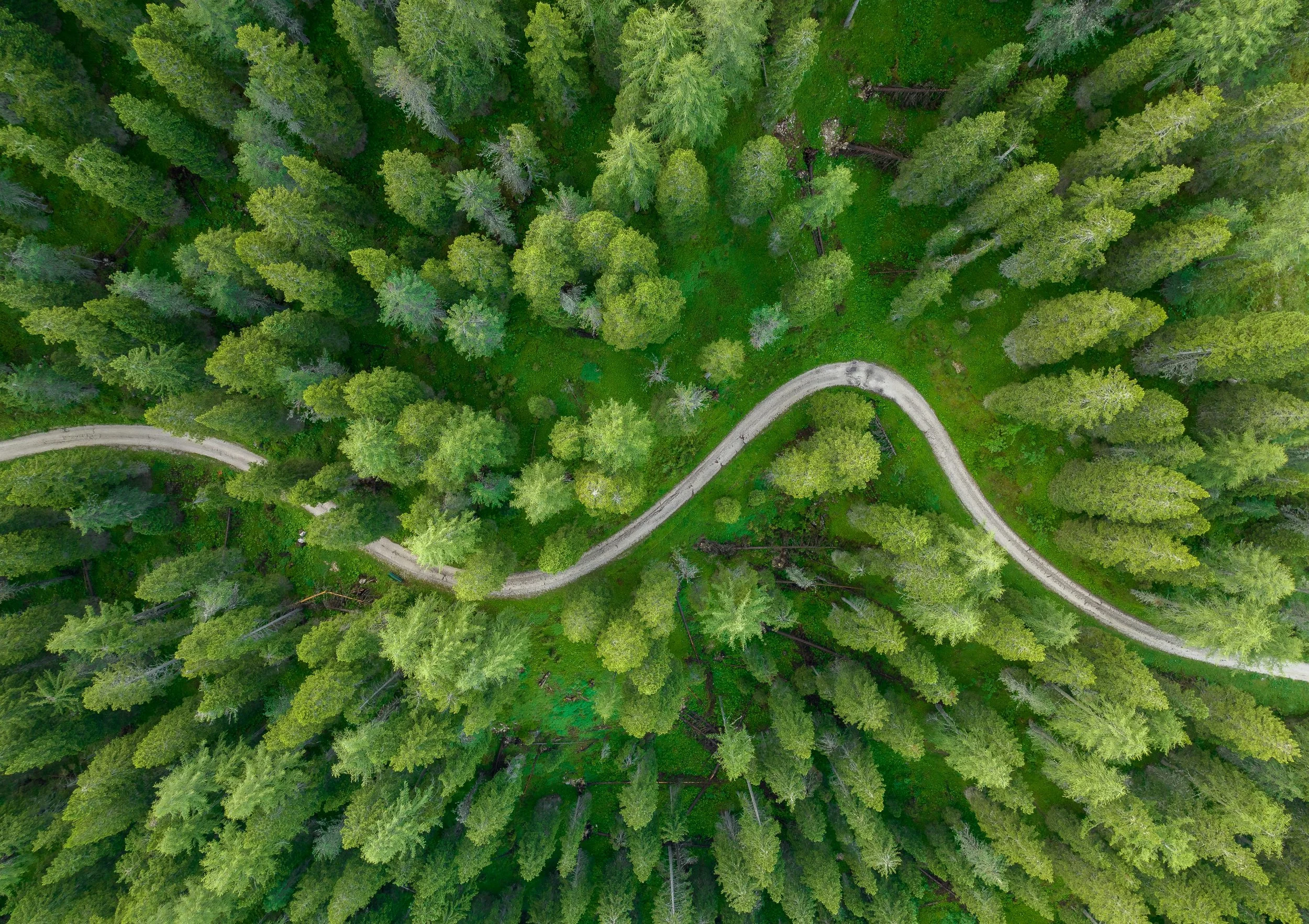 An aerial view of a forest with tall green trees and a winding dirt road.