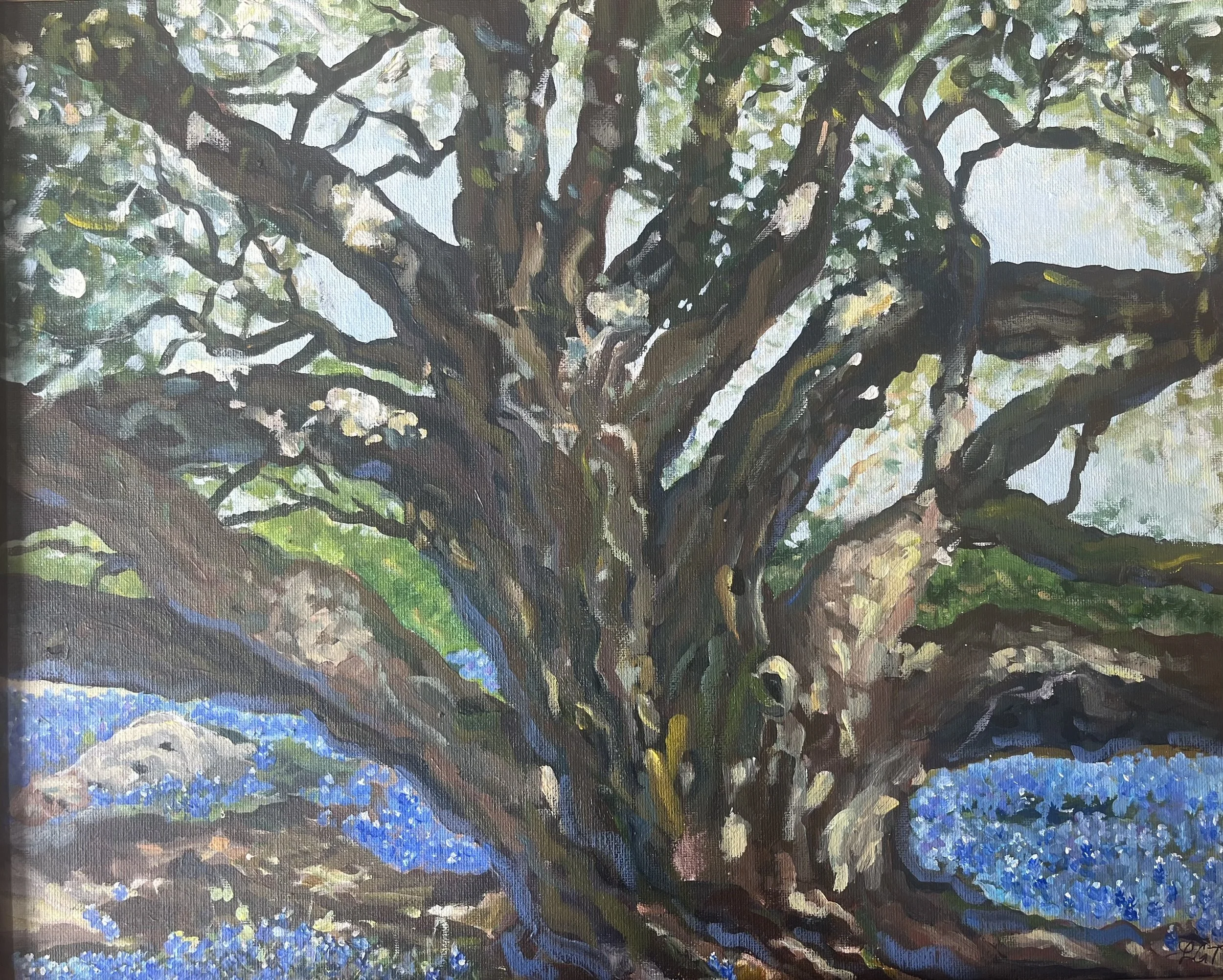 'Big Tree' with Bluebonnets by Laura Torres |
Location: Blanco State Park, Texas