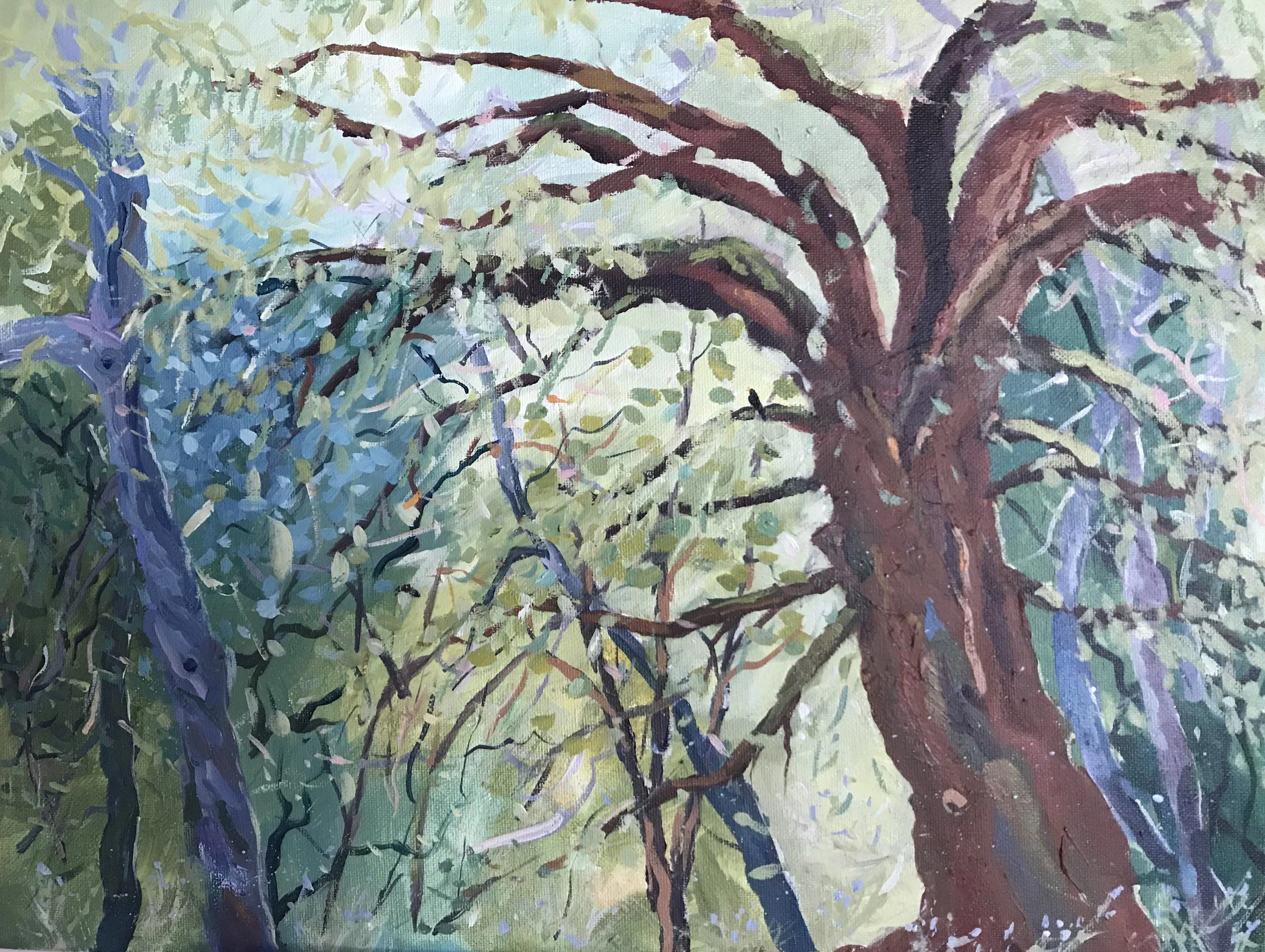 Diane's Blackbird by Laura Torres |

A Blackbird awakens the forest with a morning song.