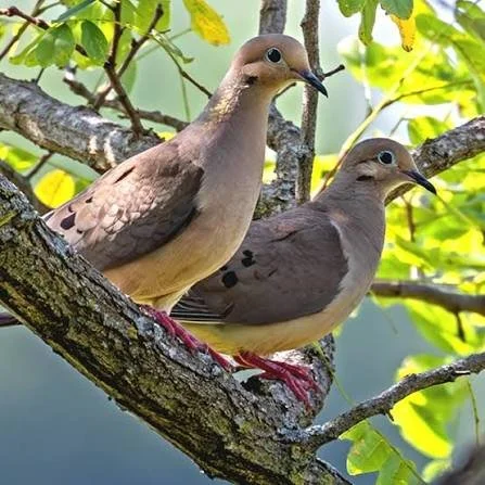 Two mourning doves perched on a tree branch among green leaves.