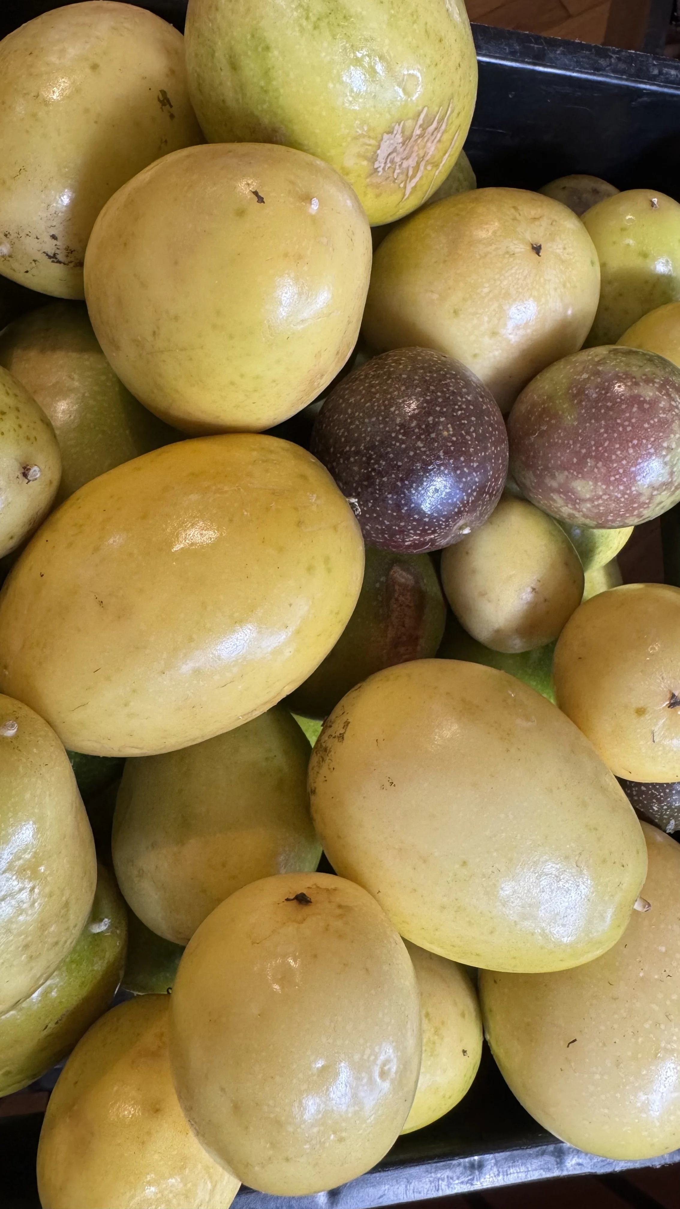 Close-up of green and yellow apples with a few dark purple apples, some blemished, on a black tray.