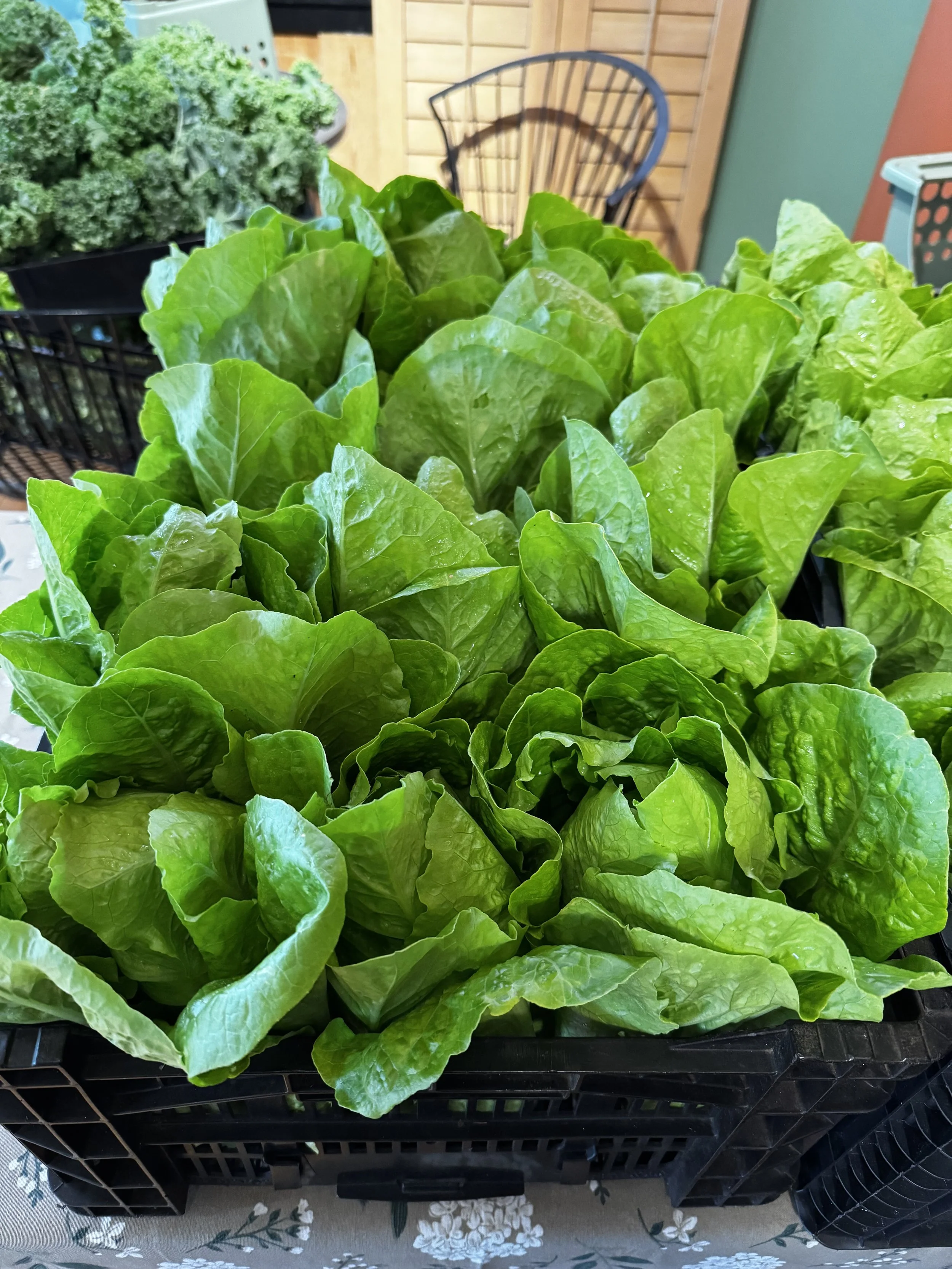 Fresh green lettuce and kale on a black plastic crate, with a rolling chair and wooden slatted wall in the background.