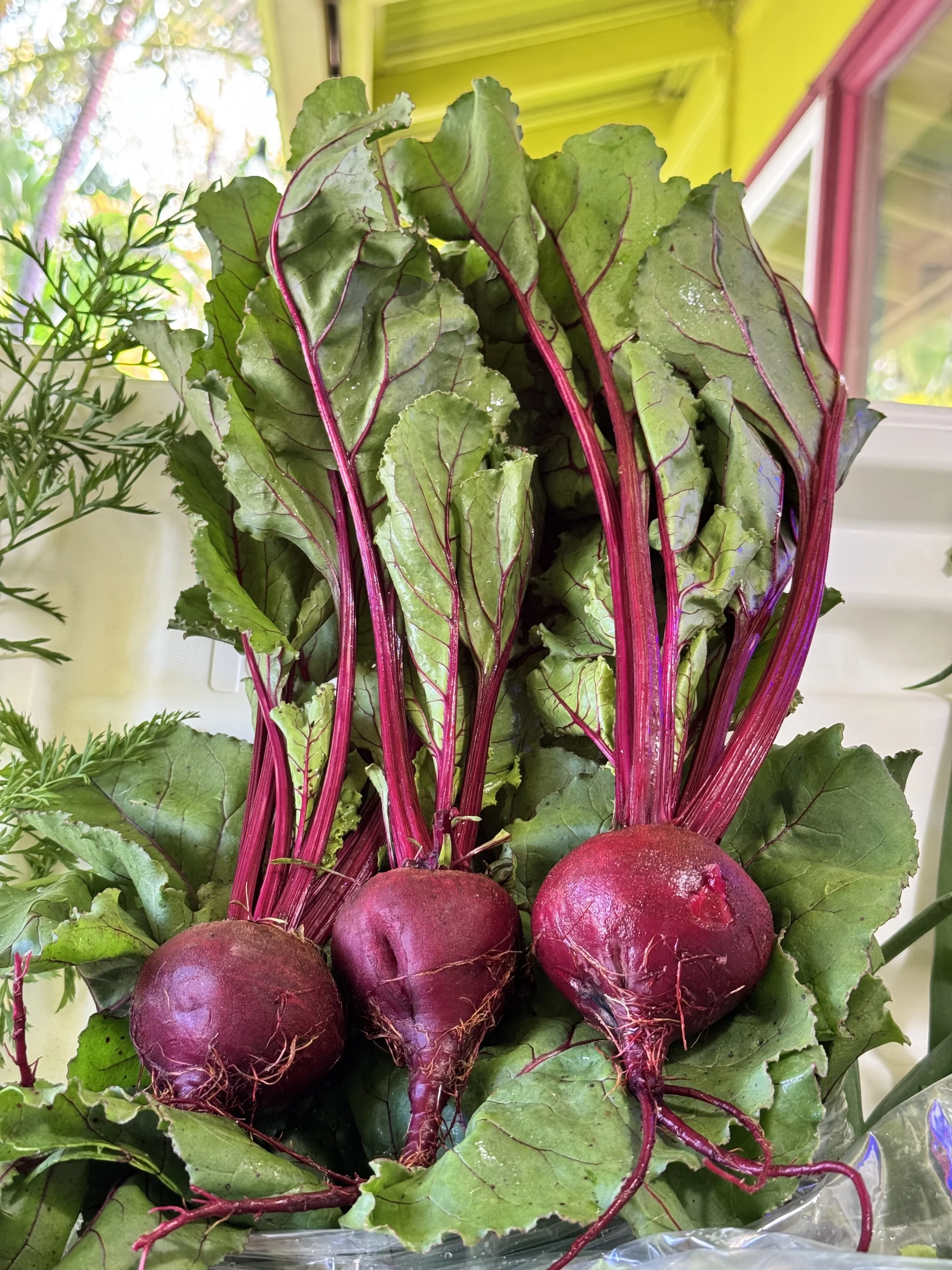 Fresh beets with green leaves and pink stems, placed on a clear surface indoors.