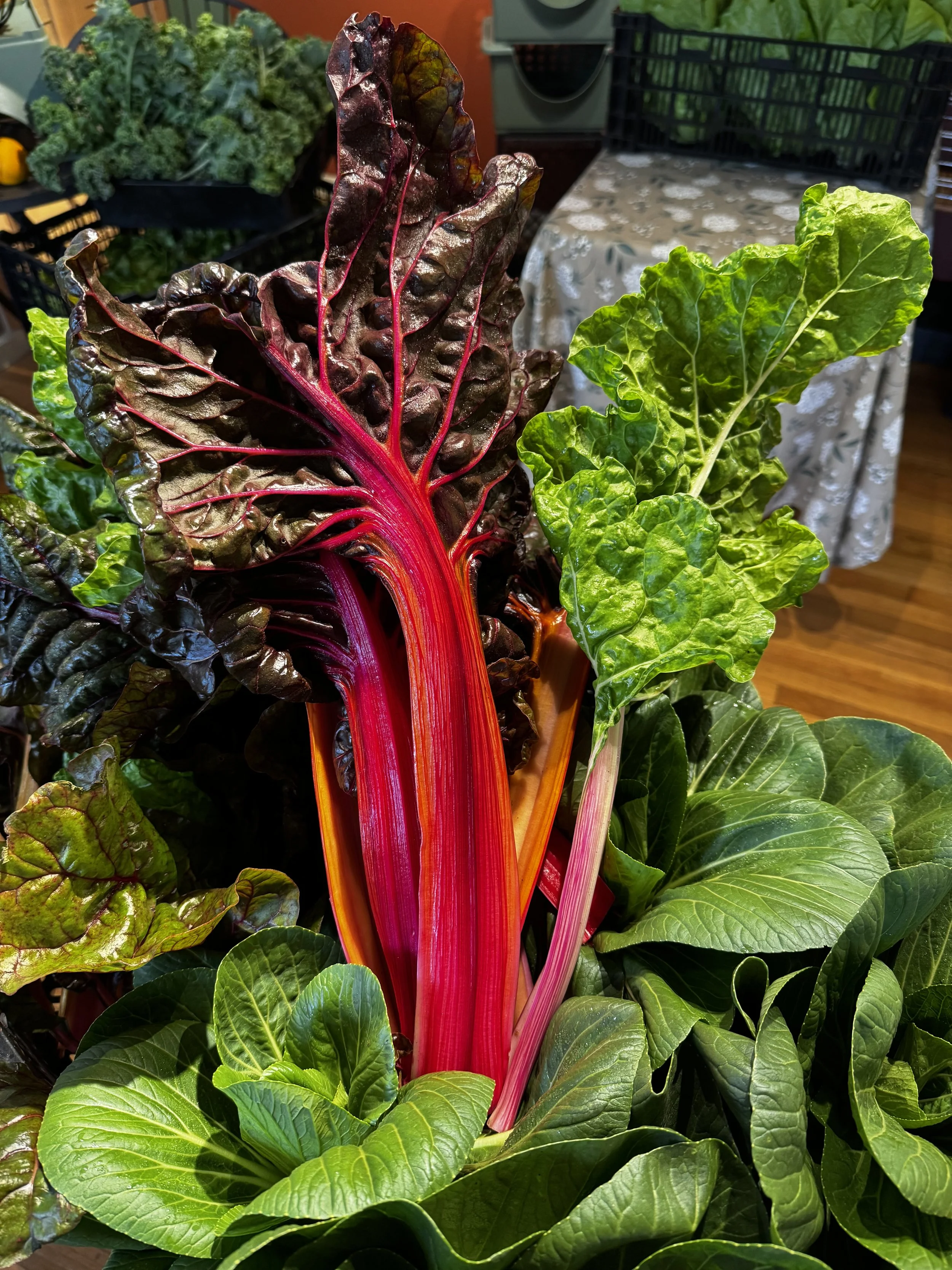 Close-up of colorful Swiss chard leaves with vibrant red and green stems, in a garden setting.