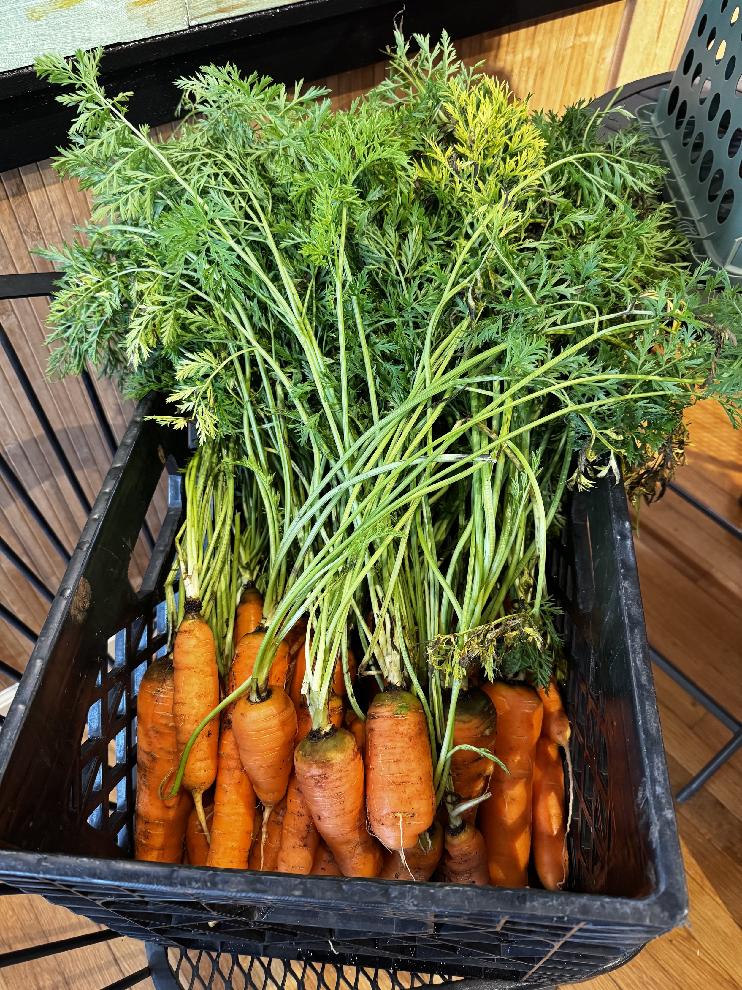 Freshly harvested carrots with green leafy tops in a black plastic crate on a wooden surface.