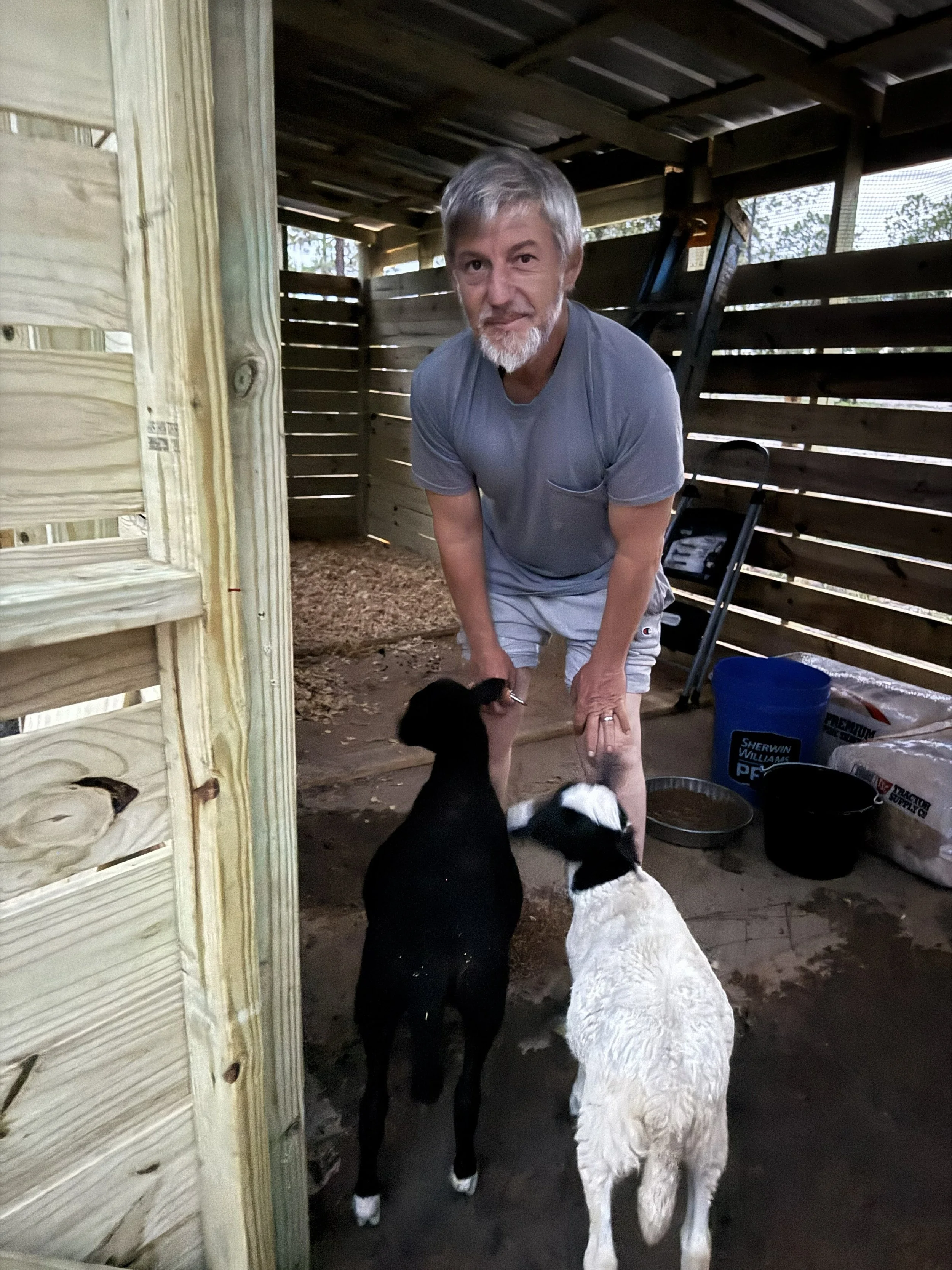 An older man with gray hair and beard, wearing a gray t-shirt and shorts, standing in a rustic wooden barn or shed, with two calves, one black and white and one entirely white, in front of him. The man is smiling and leaning slightly forward, holding the calves' heads gently.