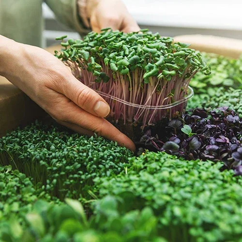 Person harvesting microgreens from a tray of various colorful microgreens.