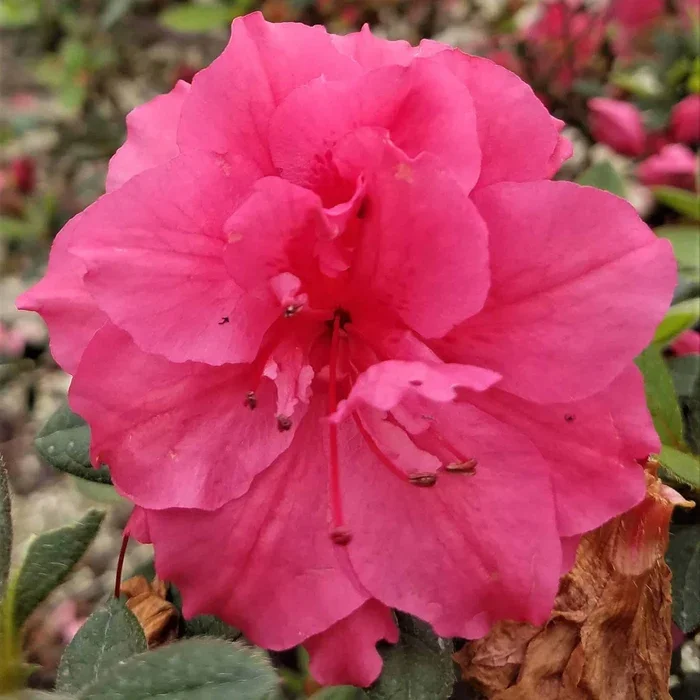 Autumn Rouge