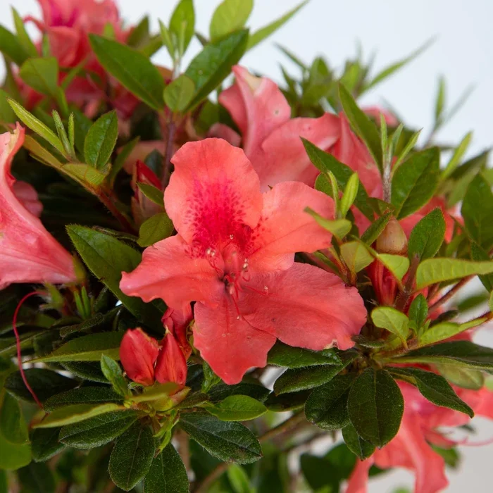 Autumn Coral