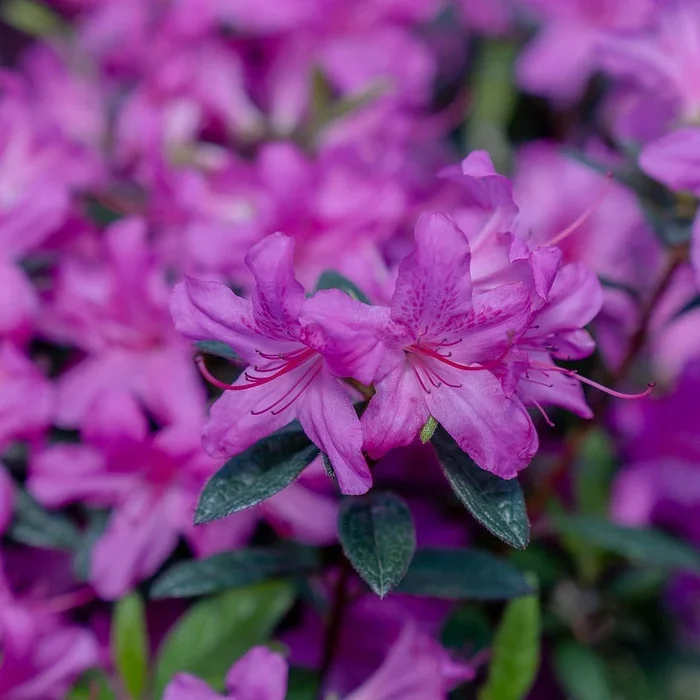 Autumn Amethyst