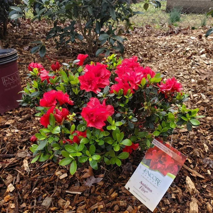 Encore Autumn Fire Azalea