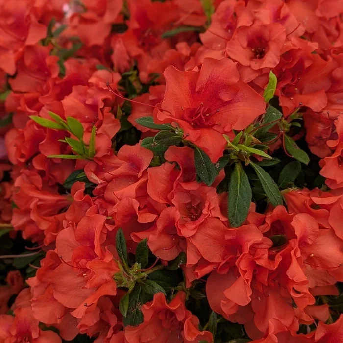 Autumn Embers