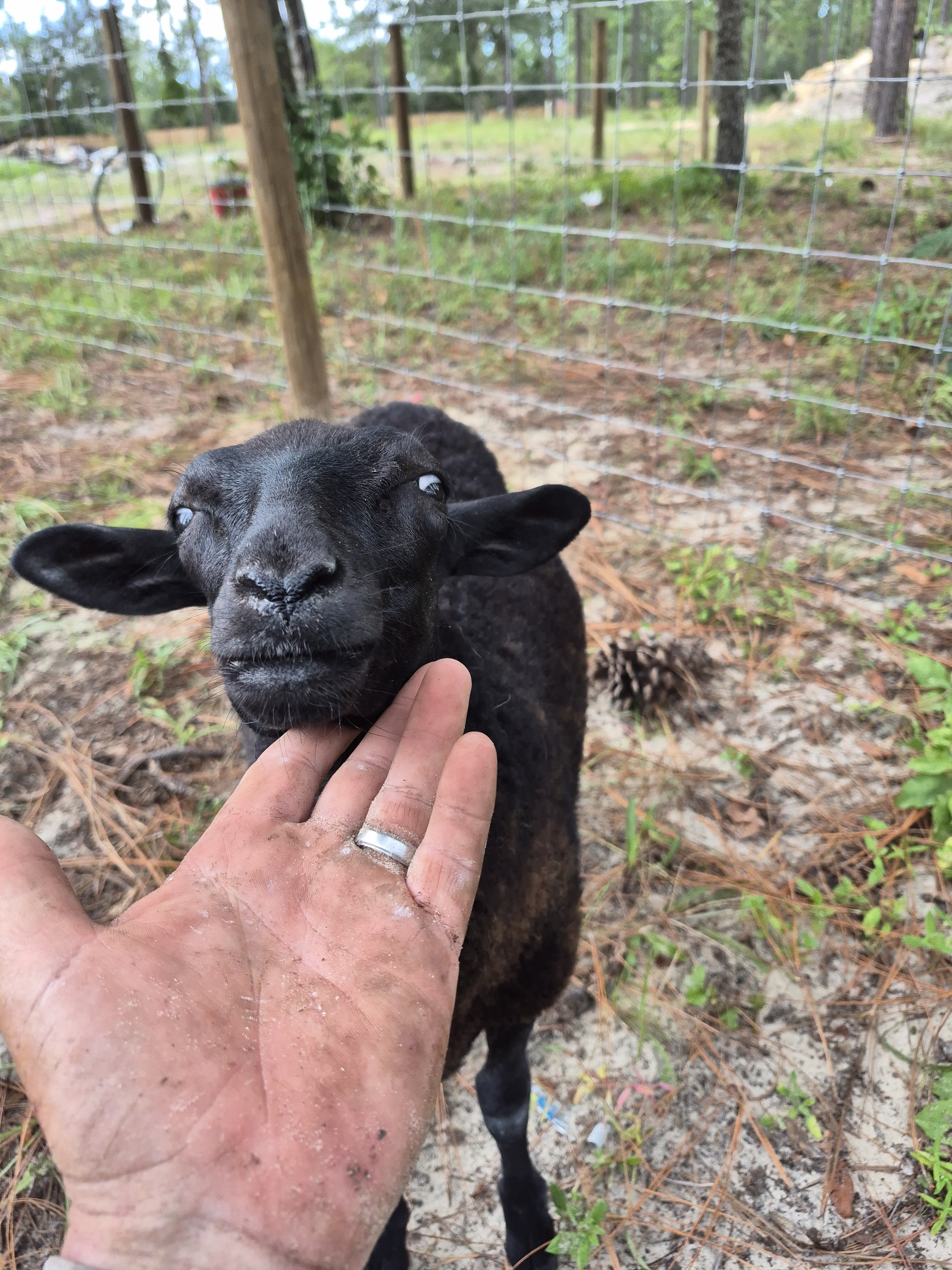 Close-up of a black lamb being gently touched on the chin by a person's hand, with a fence and wooded area in the background.