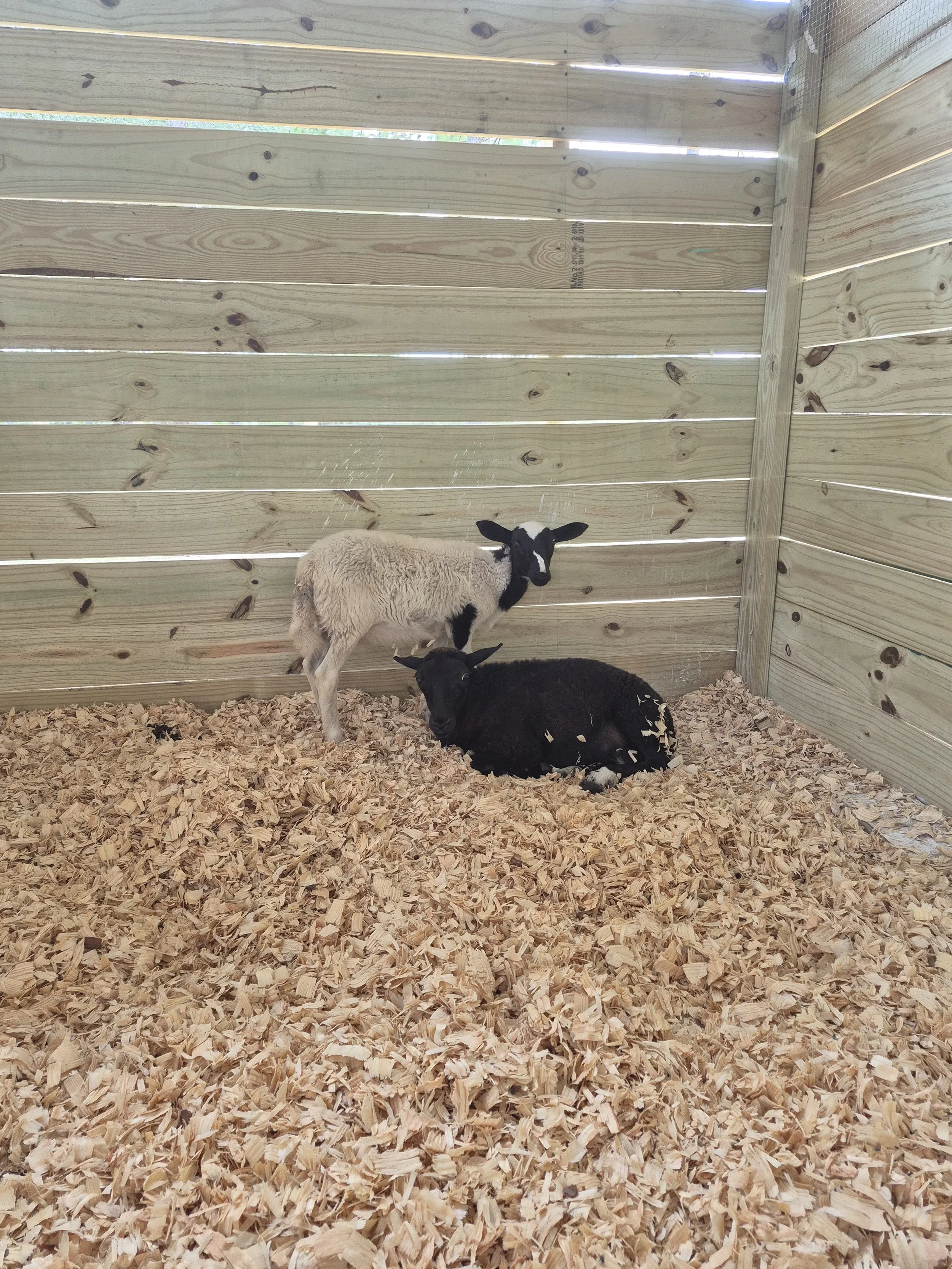 Two sheep, one black and lying down, and one white with black face standing, inside a wooden enclosure with wood shavings on the ground.