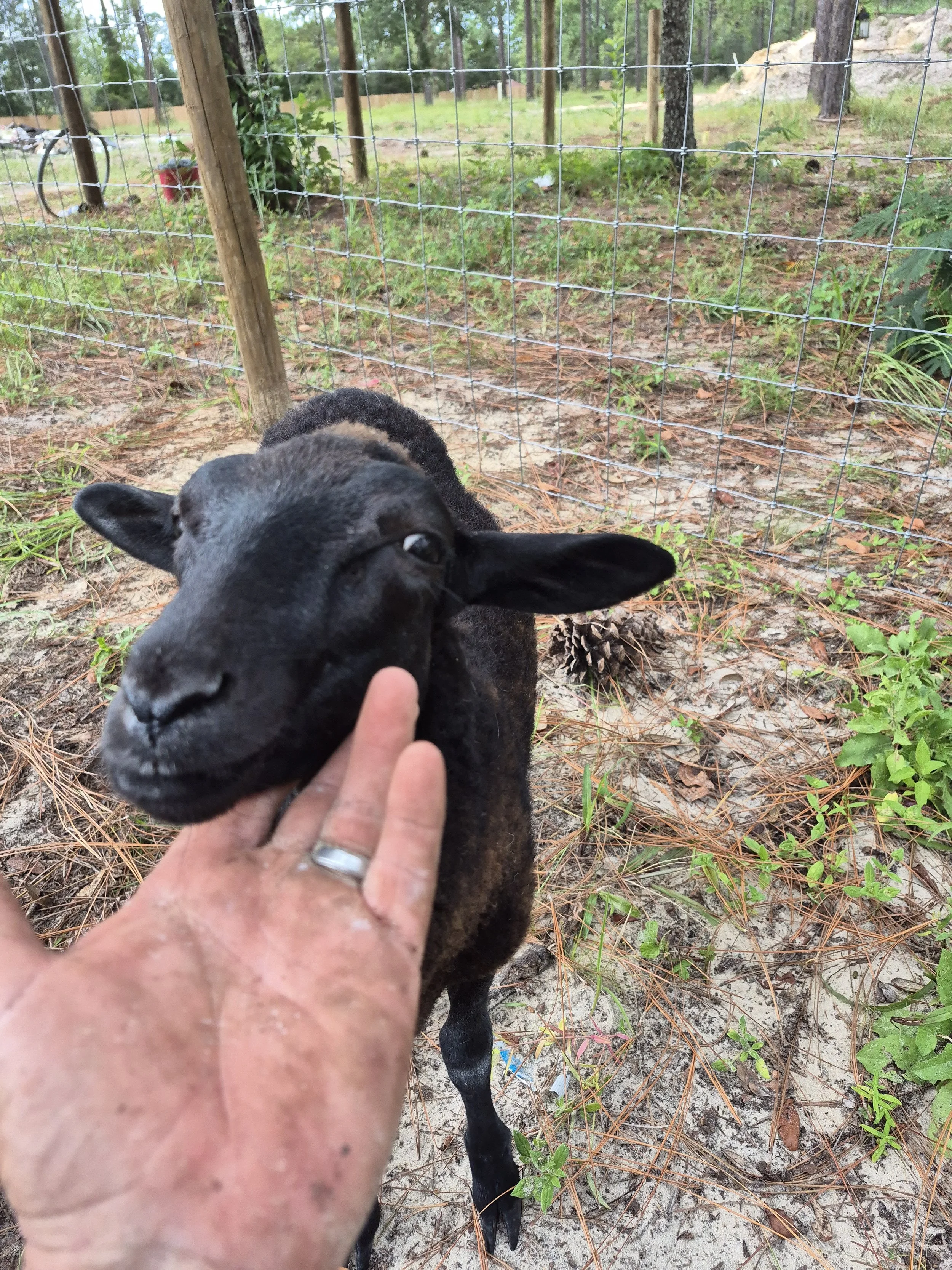 farm animals at bella vita farm in morriston florida