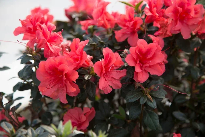 Autumn Coral