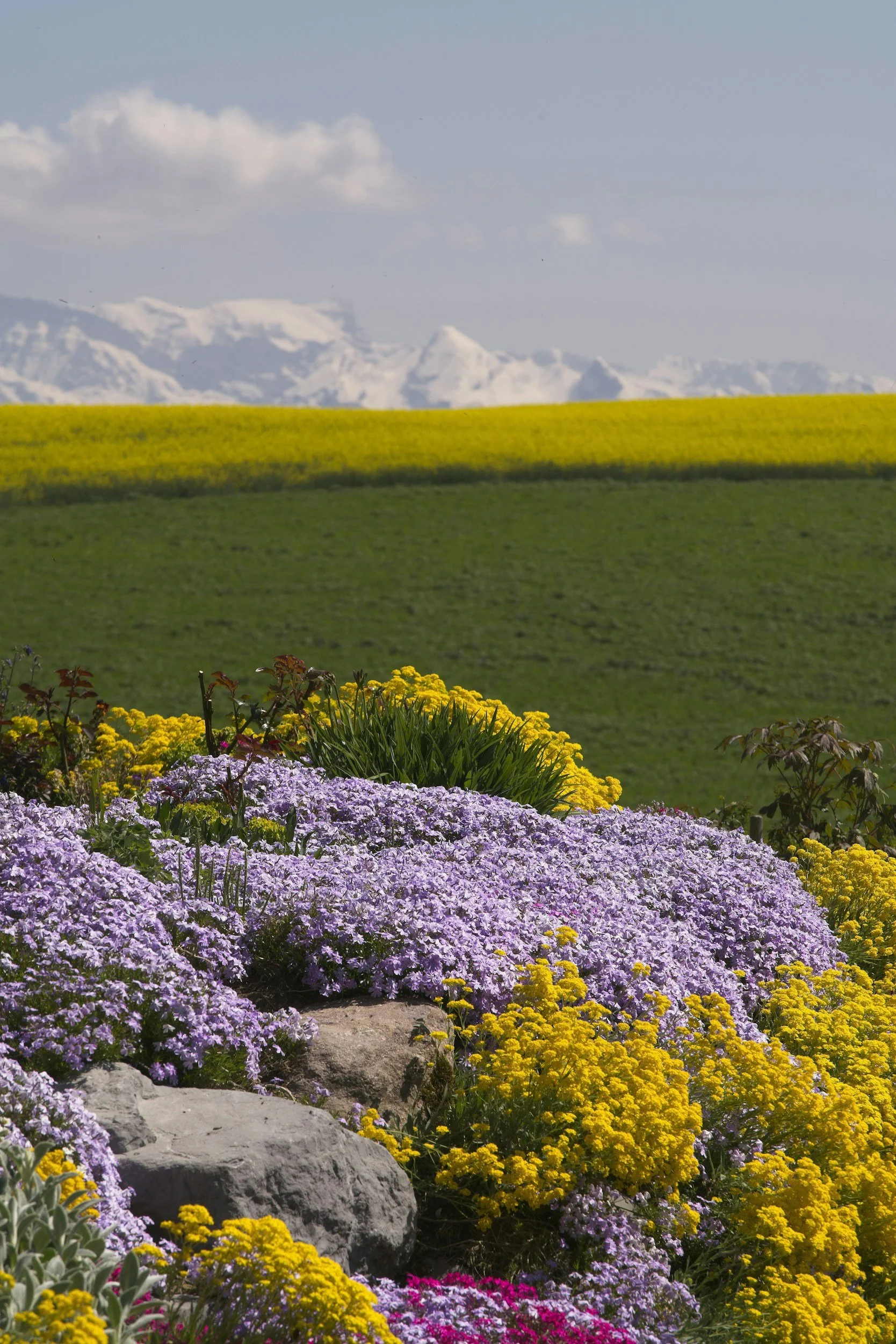 Colorful flower garden with purple, yellow, and pink flowers in foreground, green fields and snow-capped mountains in background, under a blue sky with clouds.