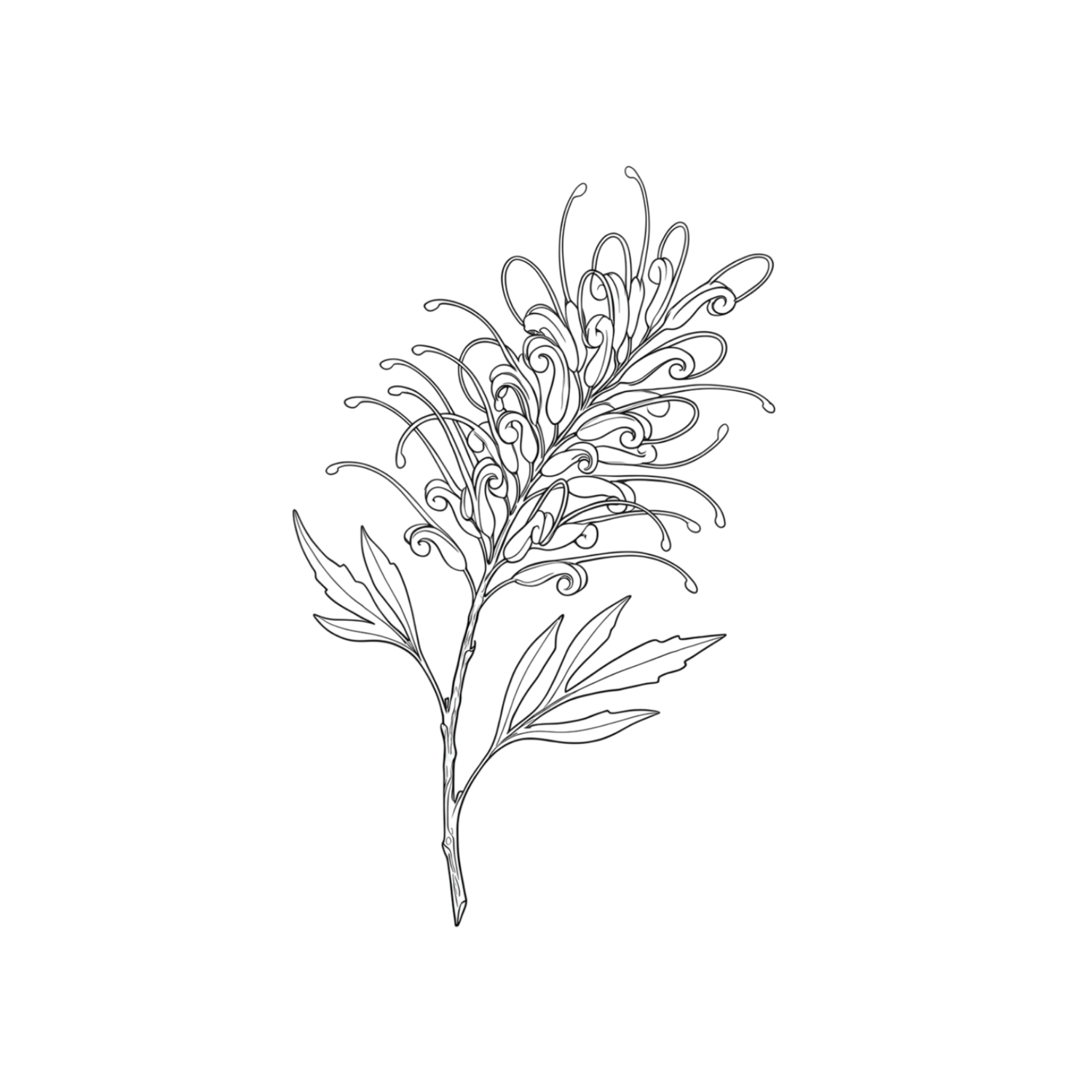 Grevillea Grove Psychology