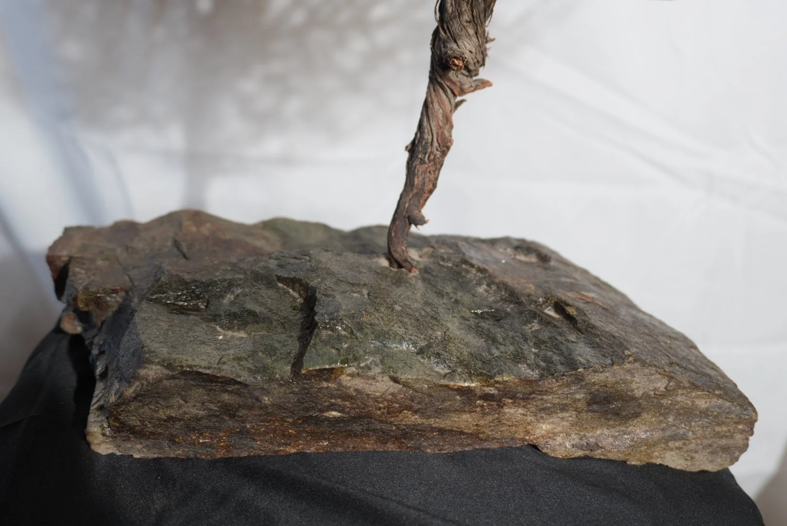 2-arbolito-detalle-piedra.jpg