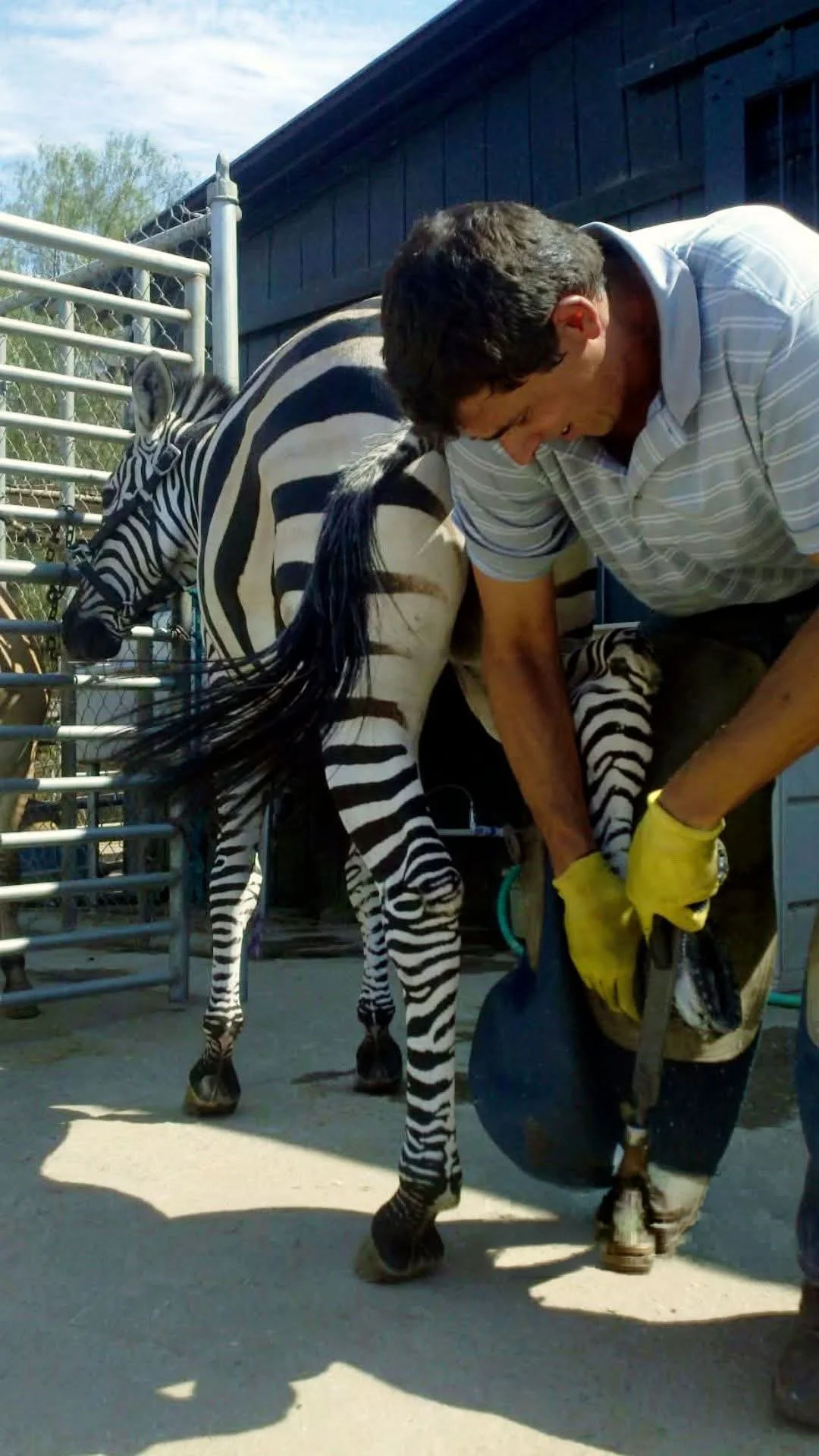 Zebra.jpg
