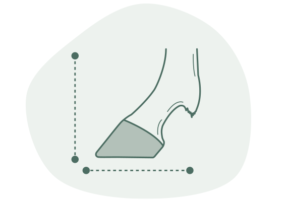 Illustration representing precise horse hoof measurement and balance assessment.