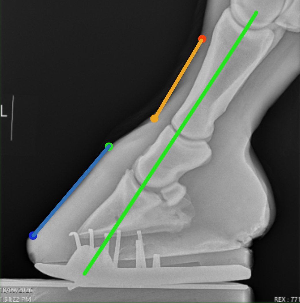 Veterinary X-ray shown alongside HoofScore measurements in Daisy's hoof progress record.