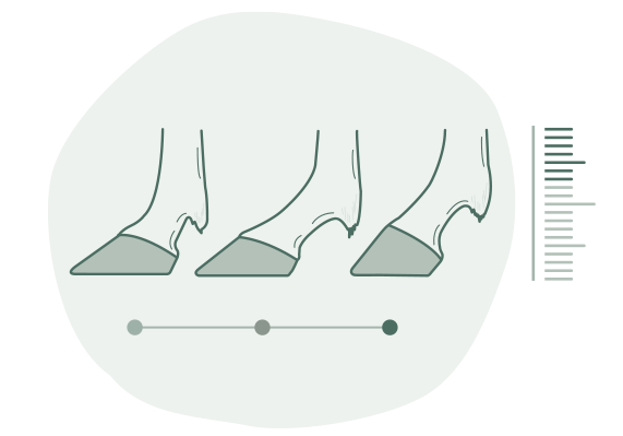 Illustration showing horse hoof measurements compared over time to track changes in hoof balance.
