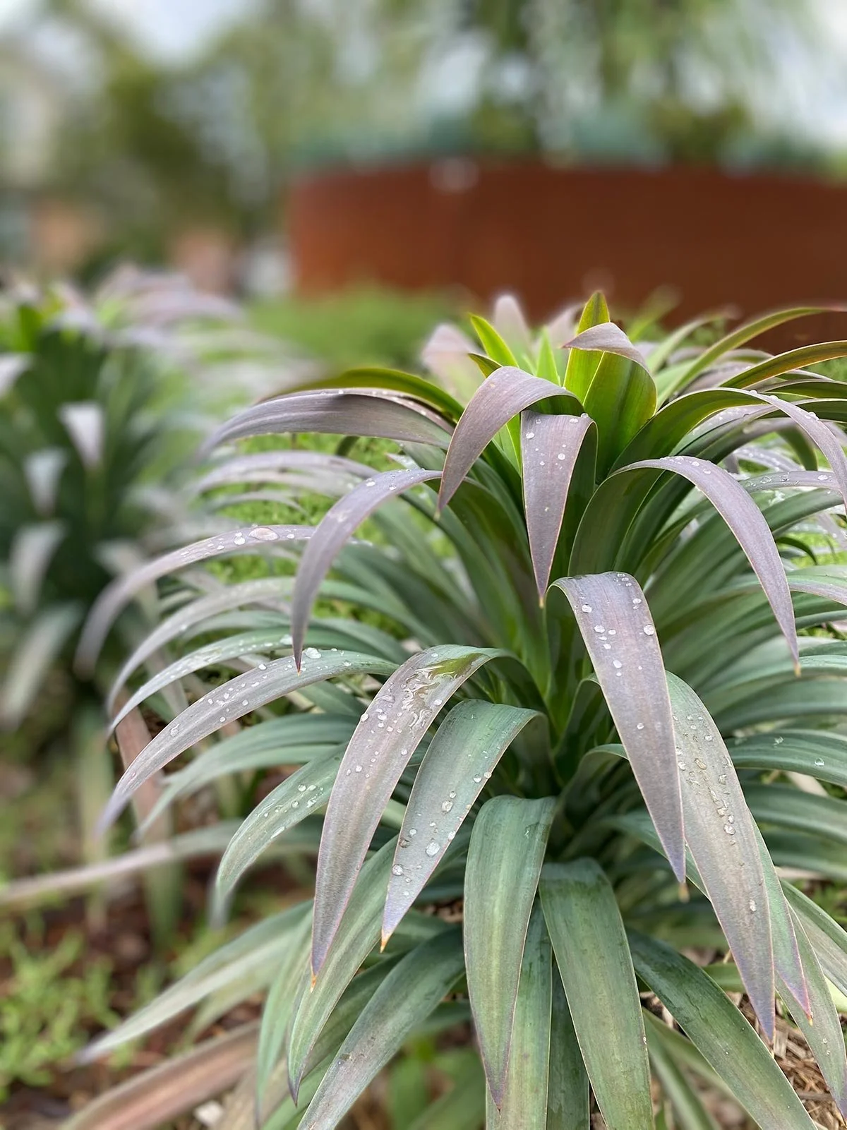 Gallery-plant-web.jpg