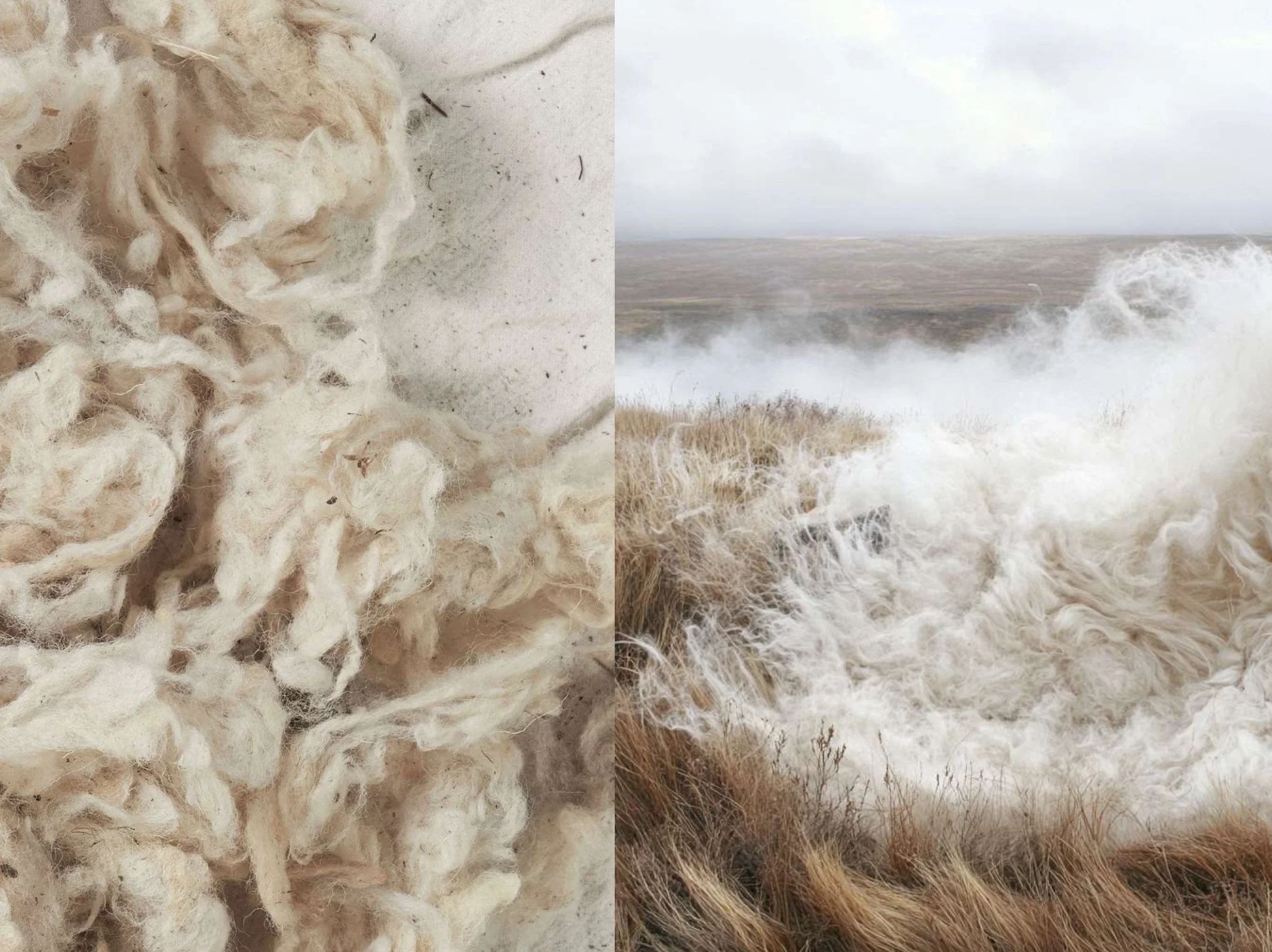 Raw sheep wool, textile still life. AI-generated image.