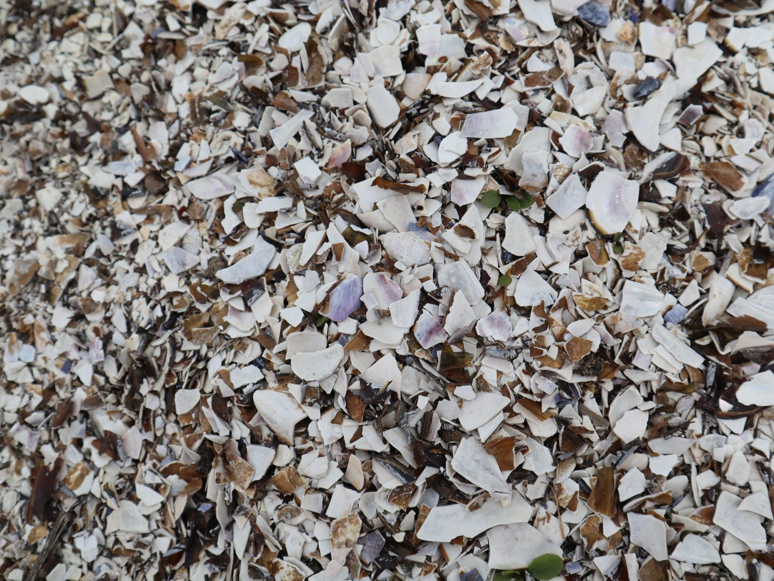 Close-up of shredded seashells and small shells in shades of white, beige, and brown.