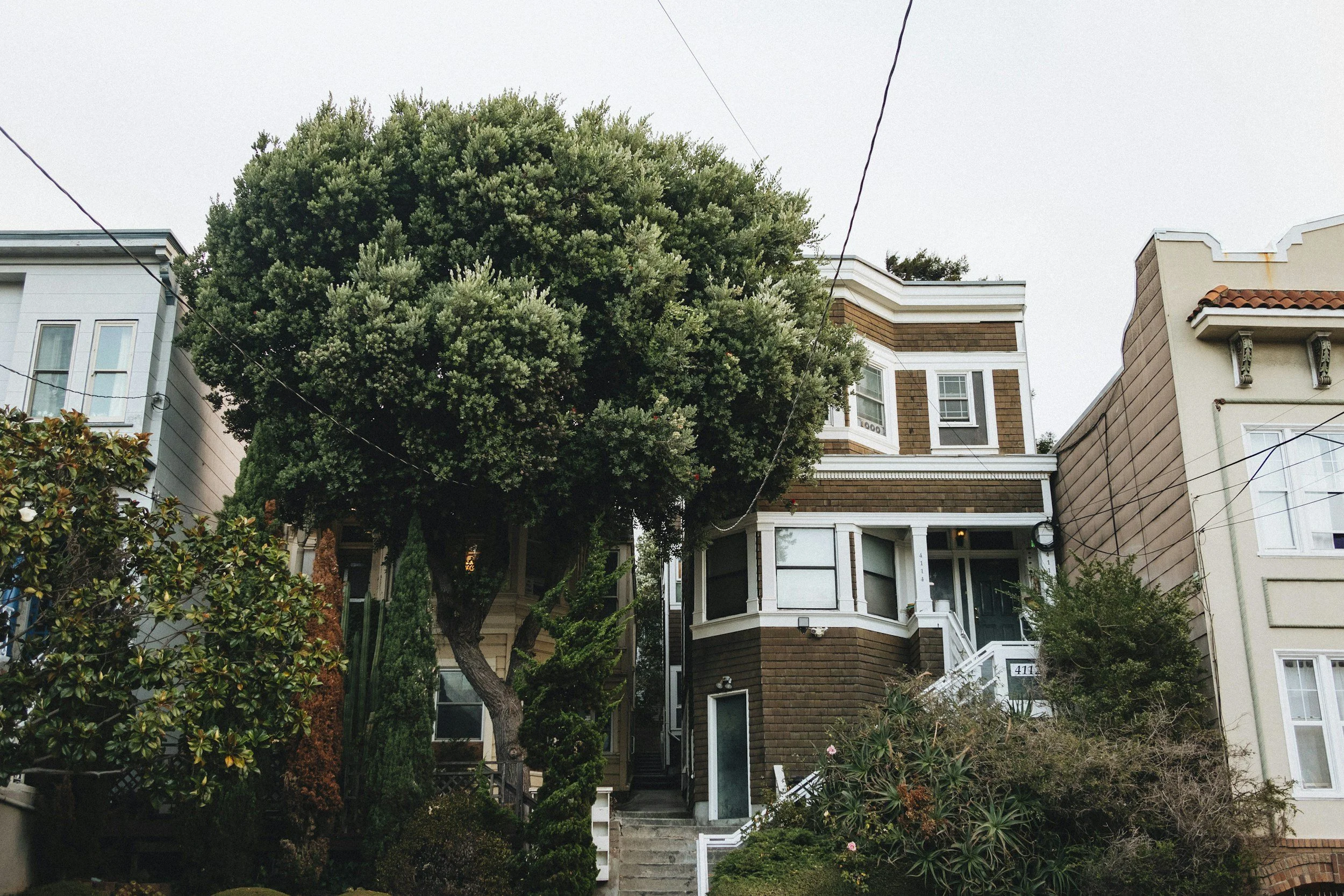 What Happens When a Neighbor’s Tree Damages Your Property?