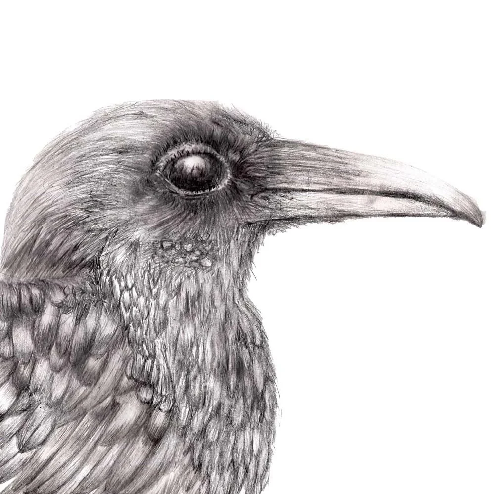 crow.jpg