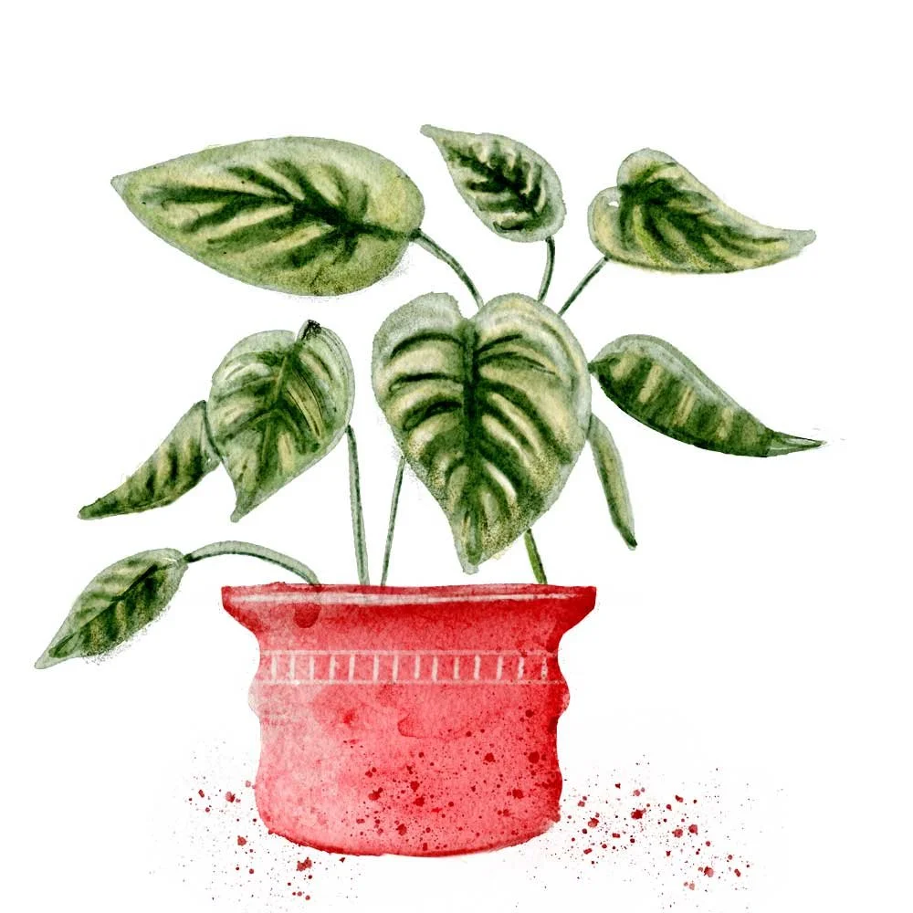 My-Pink-Potted-Plant-WEB.jpg