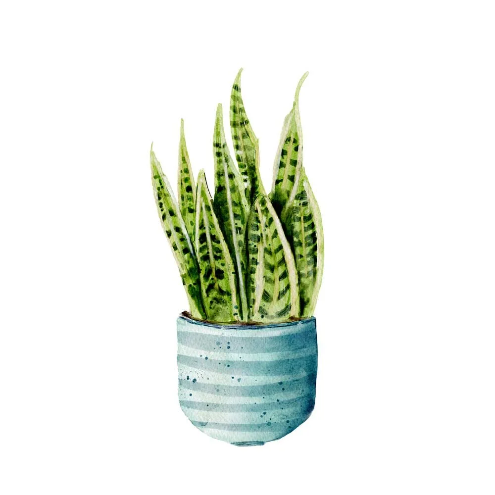SNAKE-PLANT-WEB.jpg