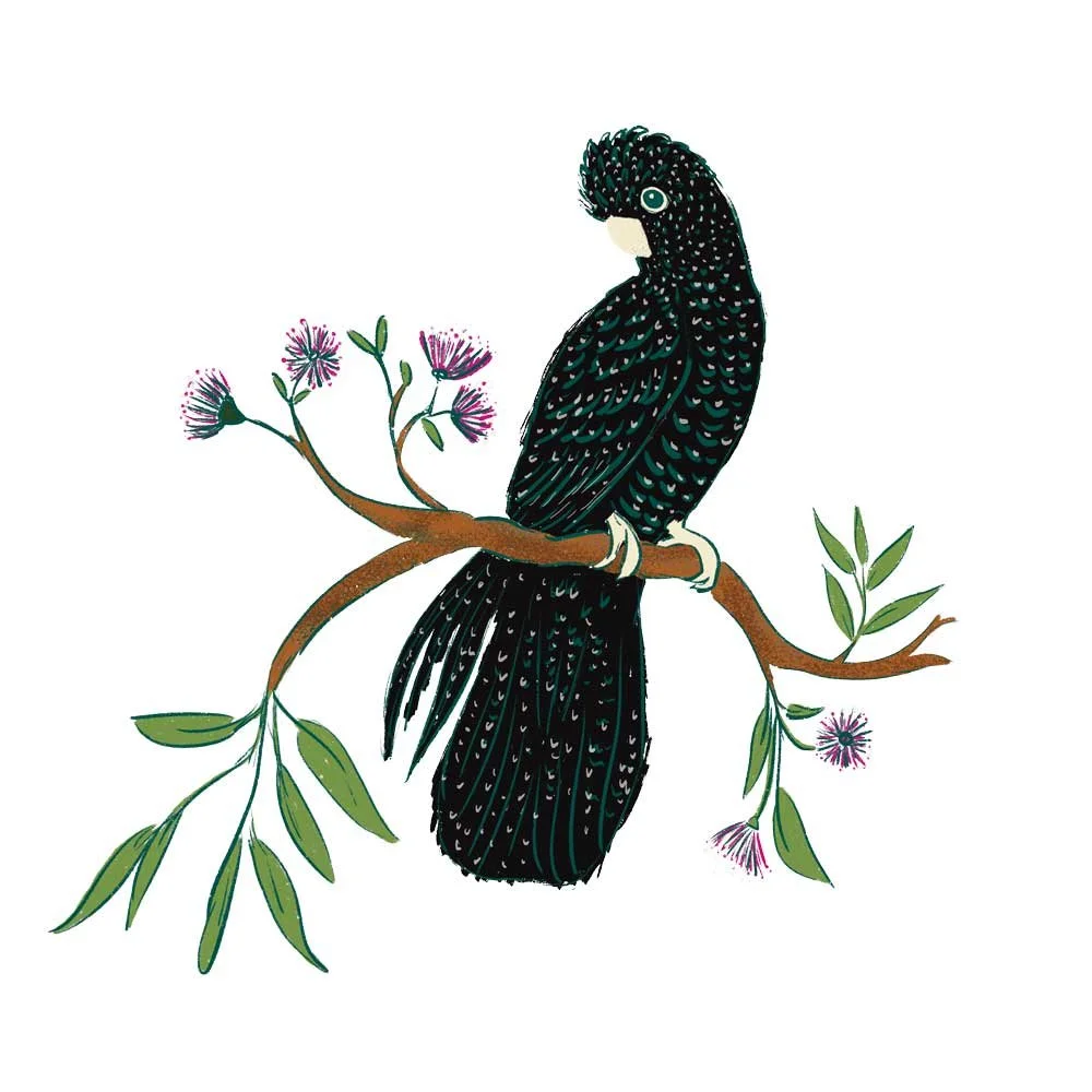 26-SS-Black-cockatoo.jpg