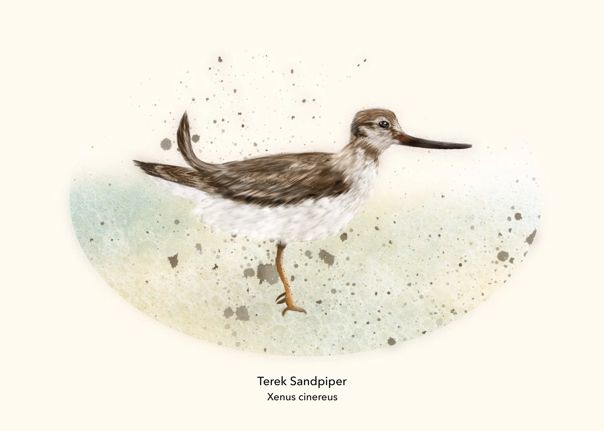 Terek Sandpiper print.jpg