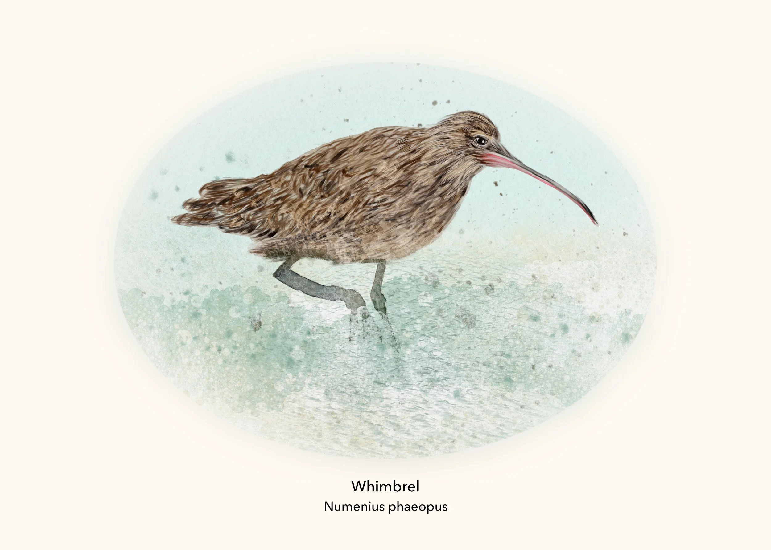Whimbrell Print.jpg
