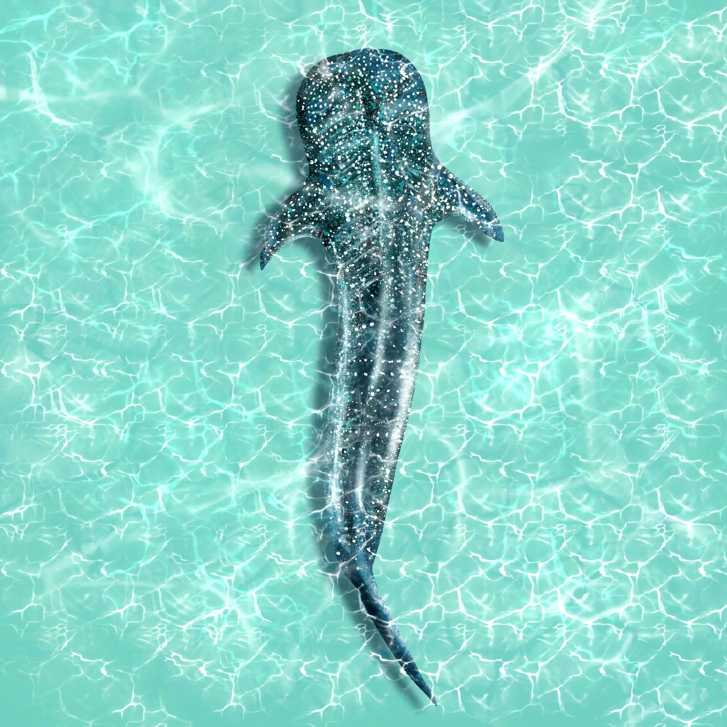 Whale-Shark-edit.jpg