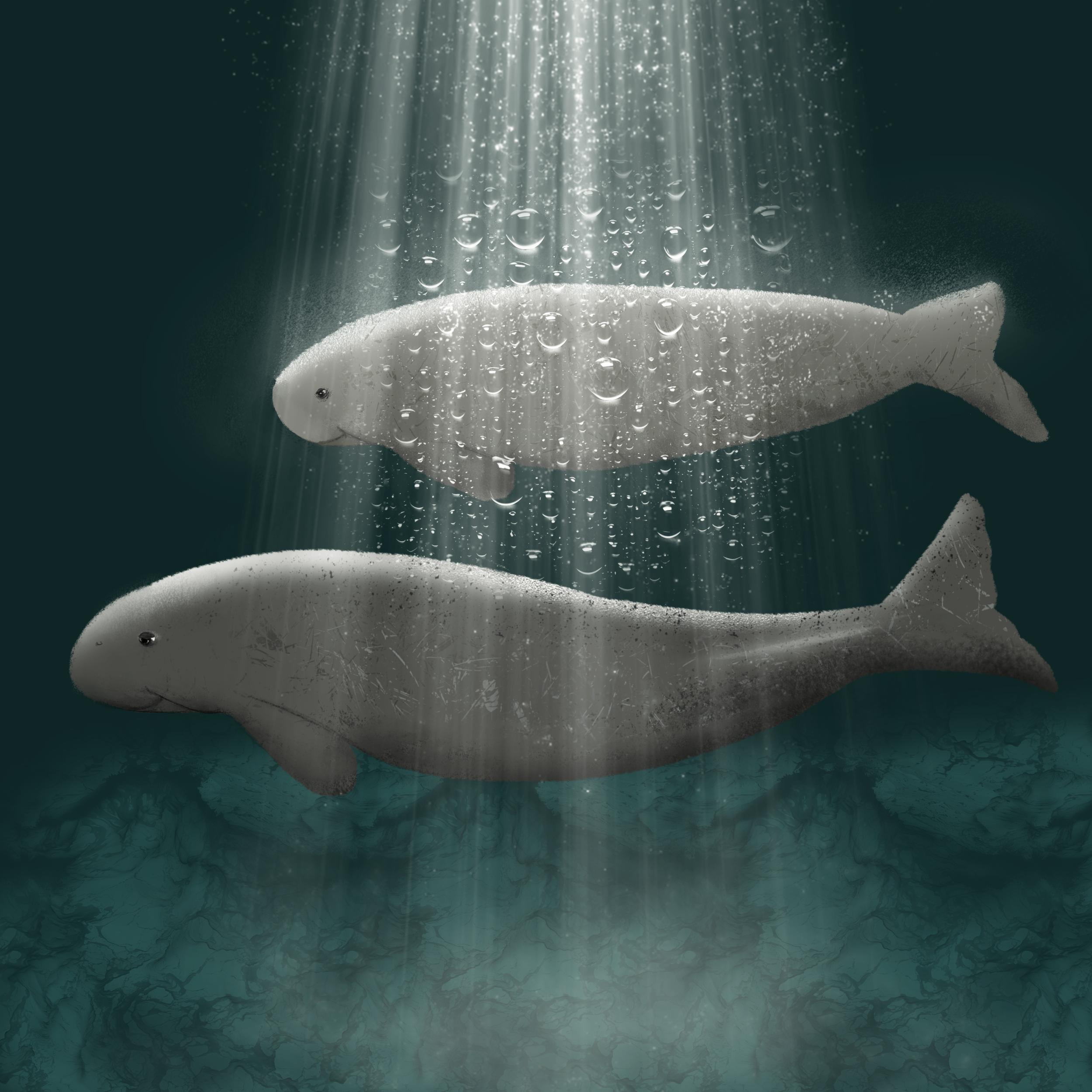 Dugongs.png