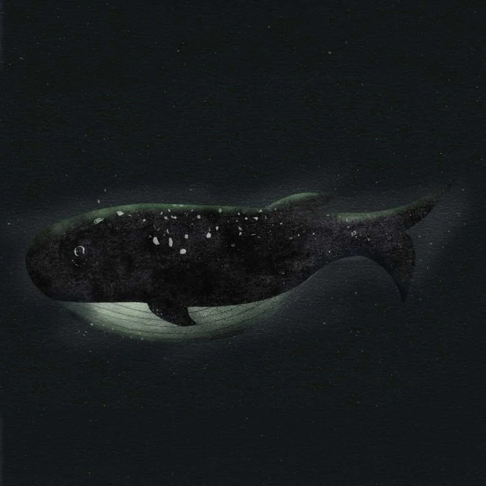 Illus-WHALE.jpeg