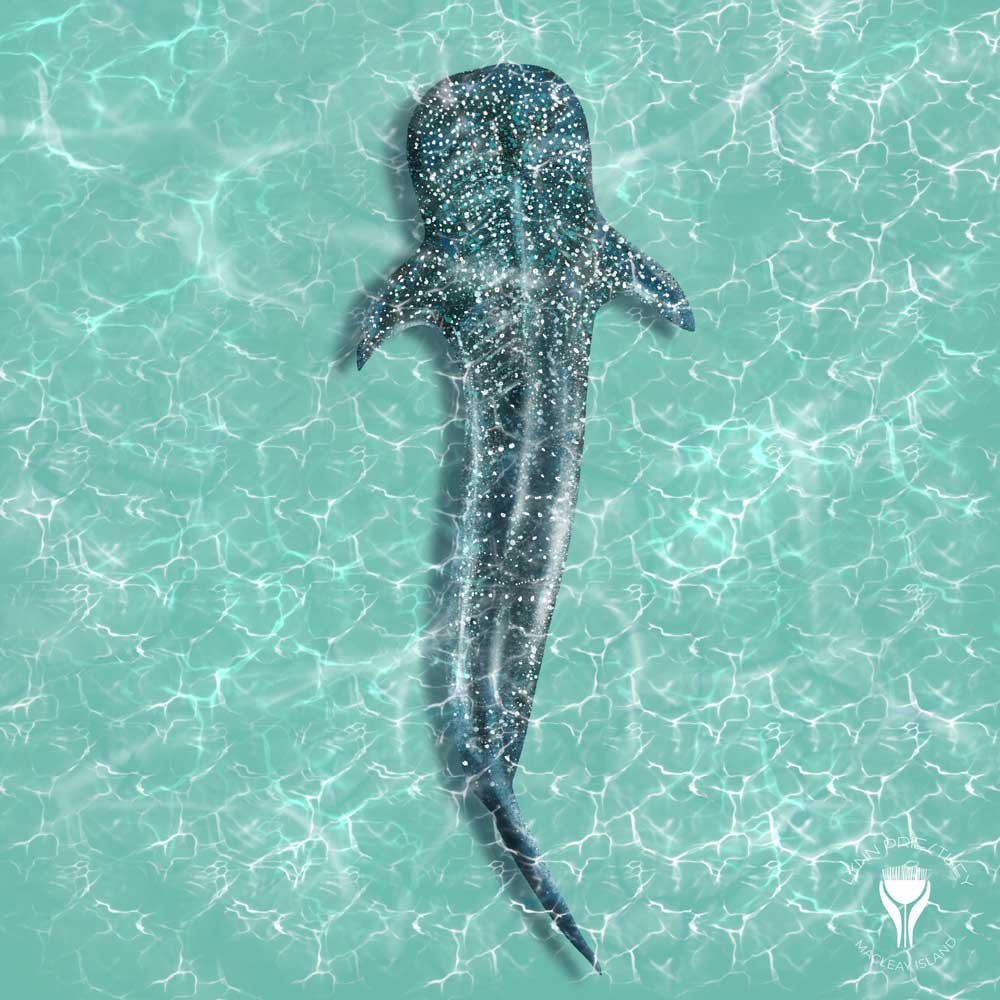 Whale-shark-web-LR-Logo.jpg