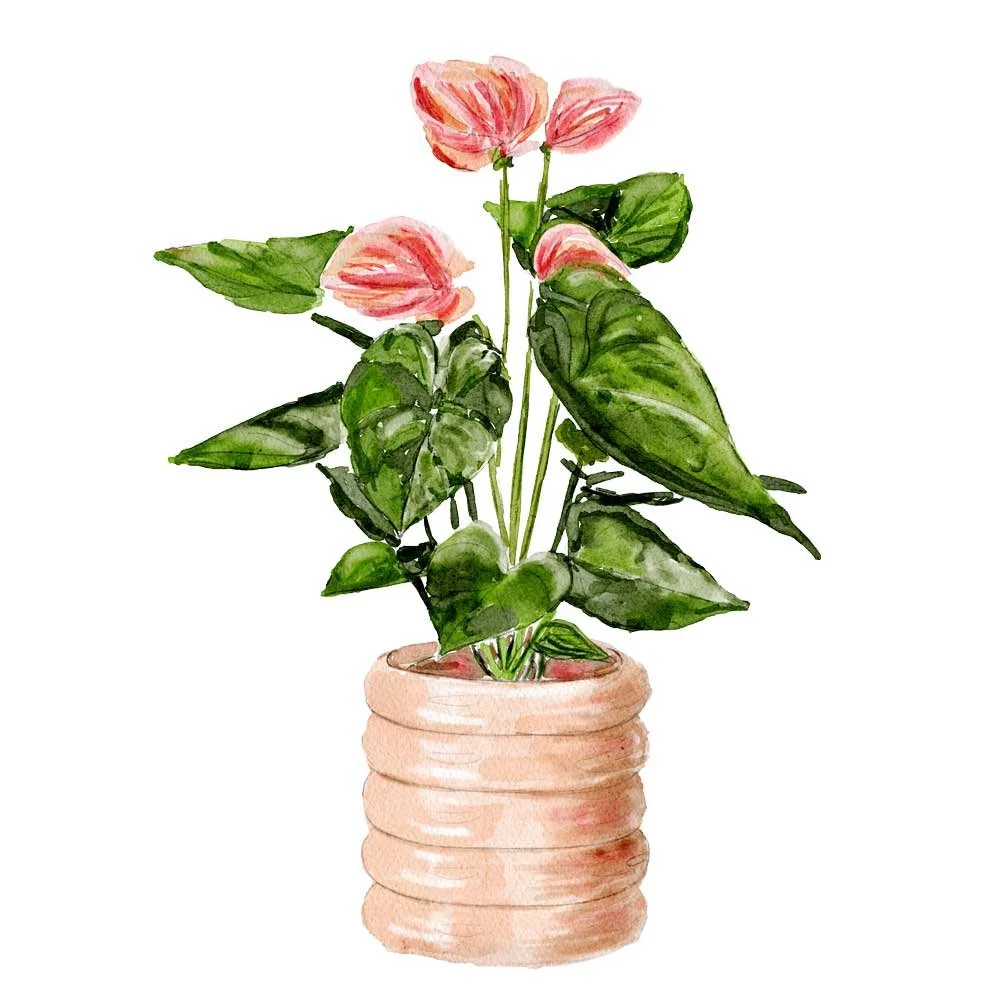 PINK-PLANT-WEB.jpg