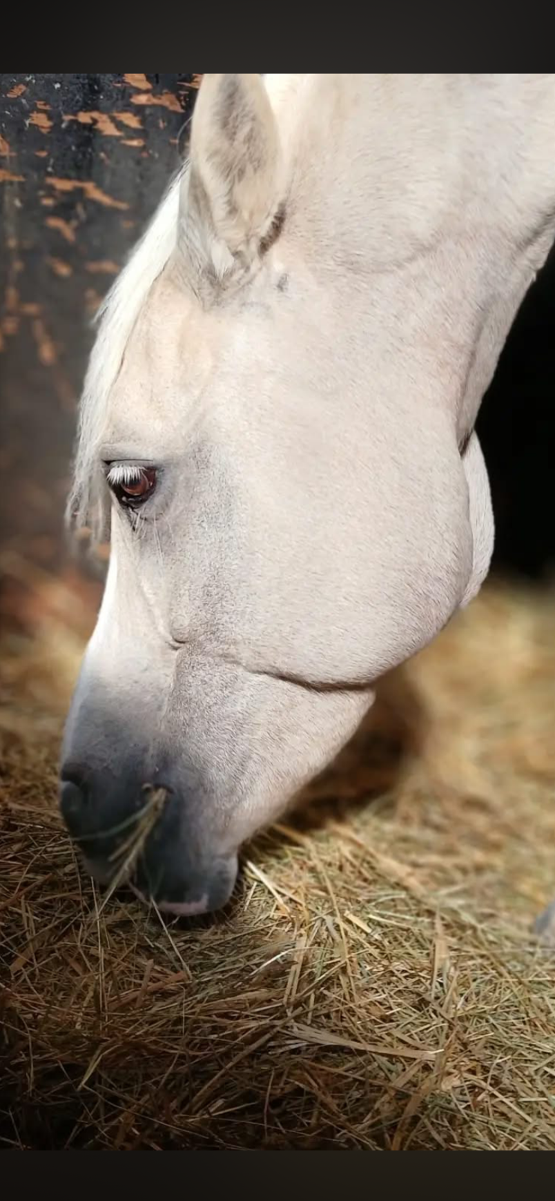 Un cheval blanc mange du foin dans une écurie.