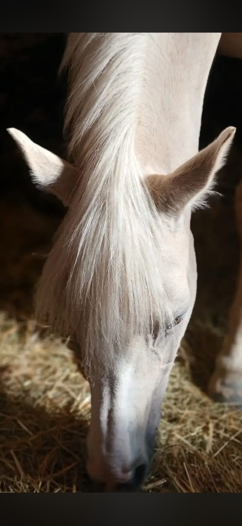Un cheval blanc mangeant du foin dans une écurie.
