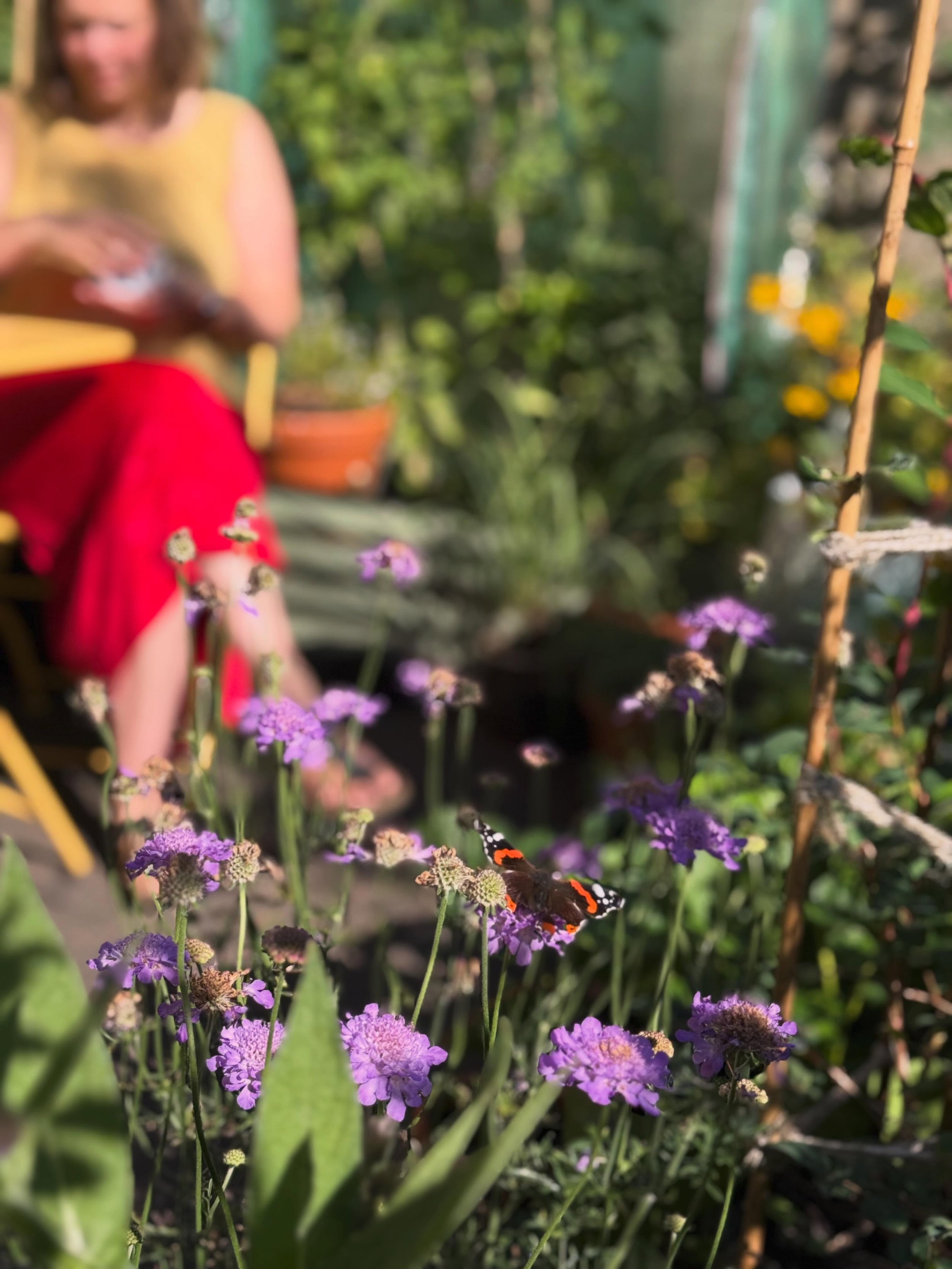 Last year, I made the decision to turn our small, North-facing tarmac bin-area in front of our house in central Cupar into a wildlife haven and a place where we could spend time outdoors💚

One year later, my 1 pot of mint has turned into 50+ pots, p