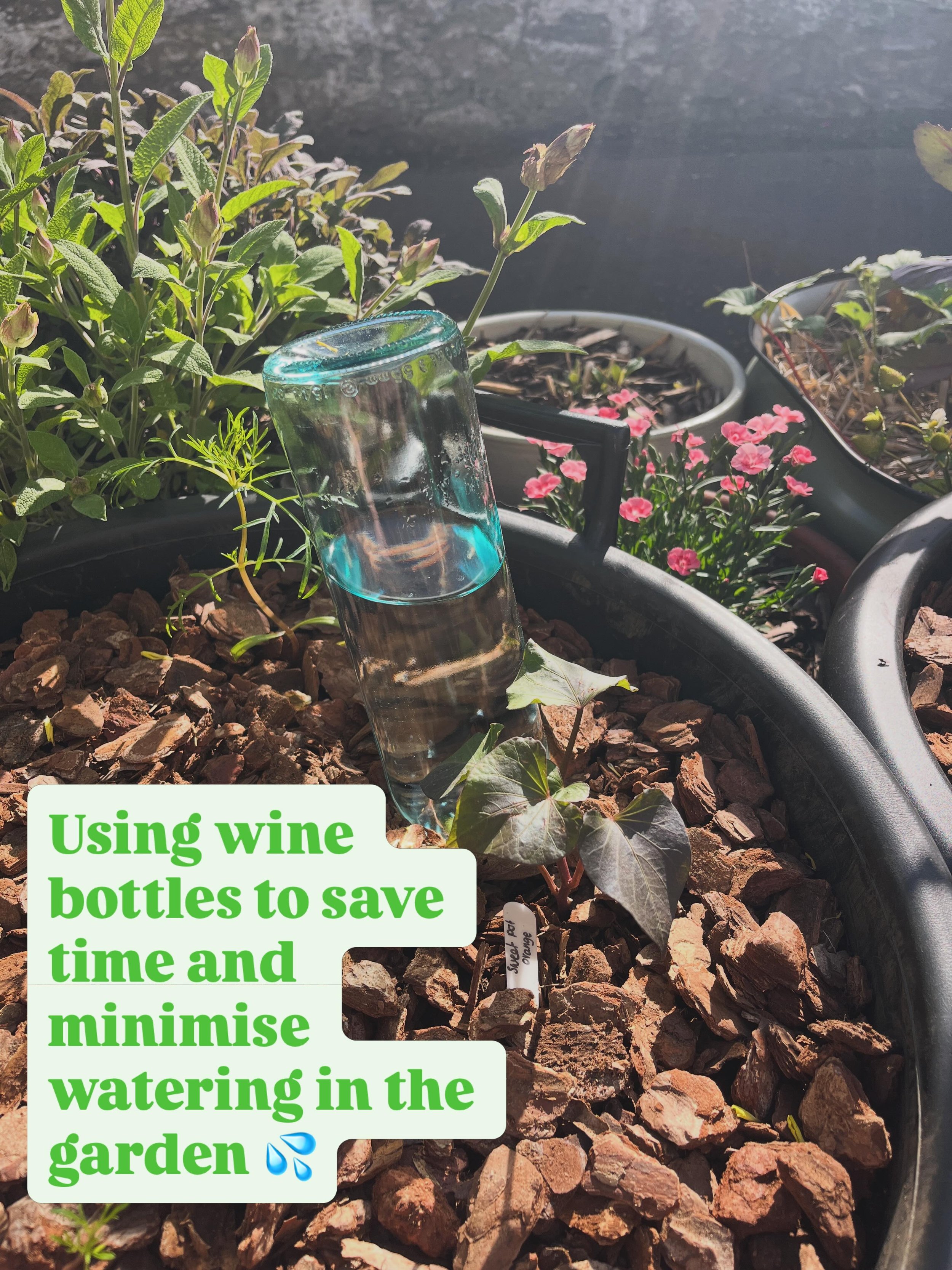 The weather is finally getting a bit warmer here in Cupar ☀️ 

Unfortunately, this also means more watering - especially if you&rsquo;ve got a potted garden like me. This weekend I&rsquo;m trialling a new watering technique - using old wine bottles a