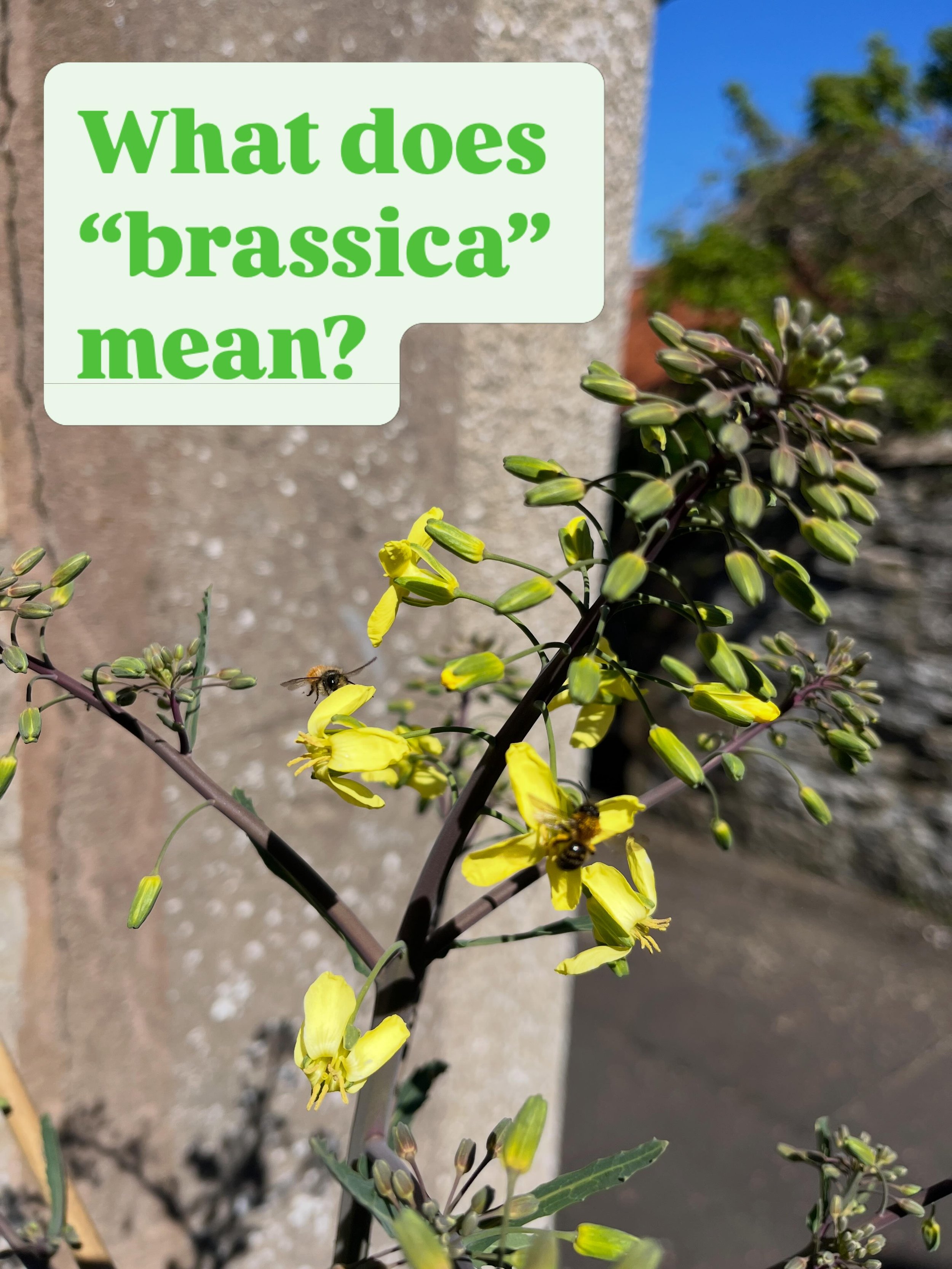 What are brassicas? 🌼

I&rsquo;ve been asked this a few times recently, so I thought it deserved a wee post.

Brassicas are a family of plants that include cabbages, kale, broccoli, mustard, radishes, turnips and oilseed rape. They&rsquo;ve been gro