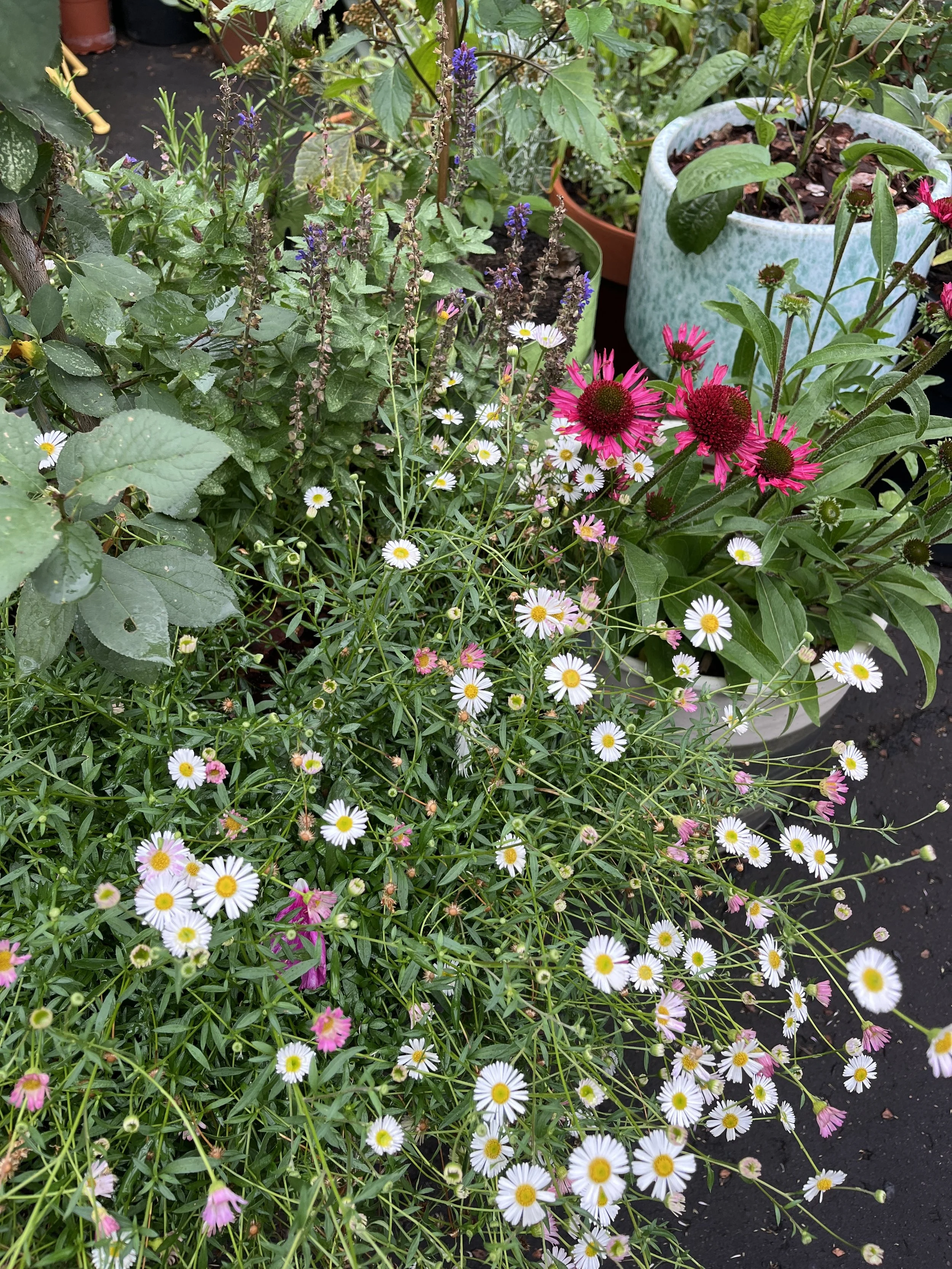 A garden scene with various flowering plants, including white daisies with yellow centers, pink coneflowers, and purple lavender, in pots and beds.